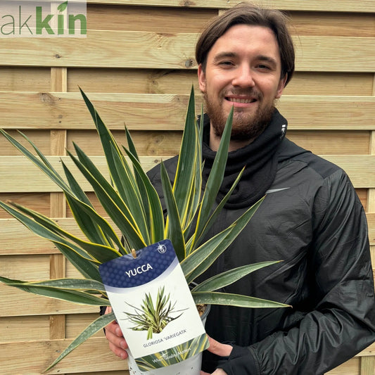 Yucca 'Gloriosa' Variegata 9cm / 3L / 7.5L One Click Plants