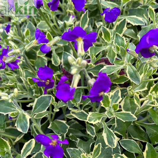 Aubretia deltoidea 'Doctor Mules' 1.5L One Click Plants