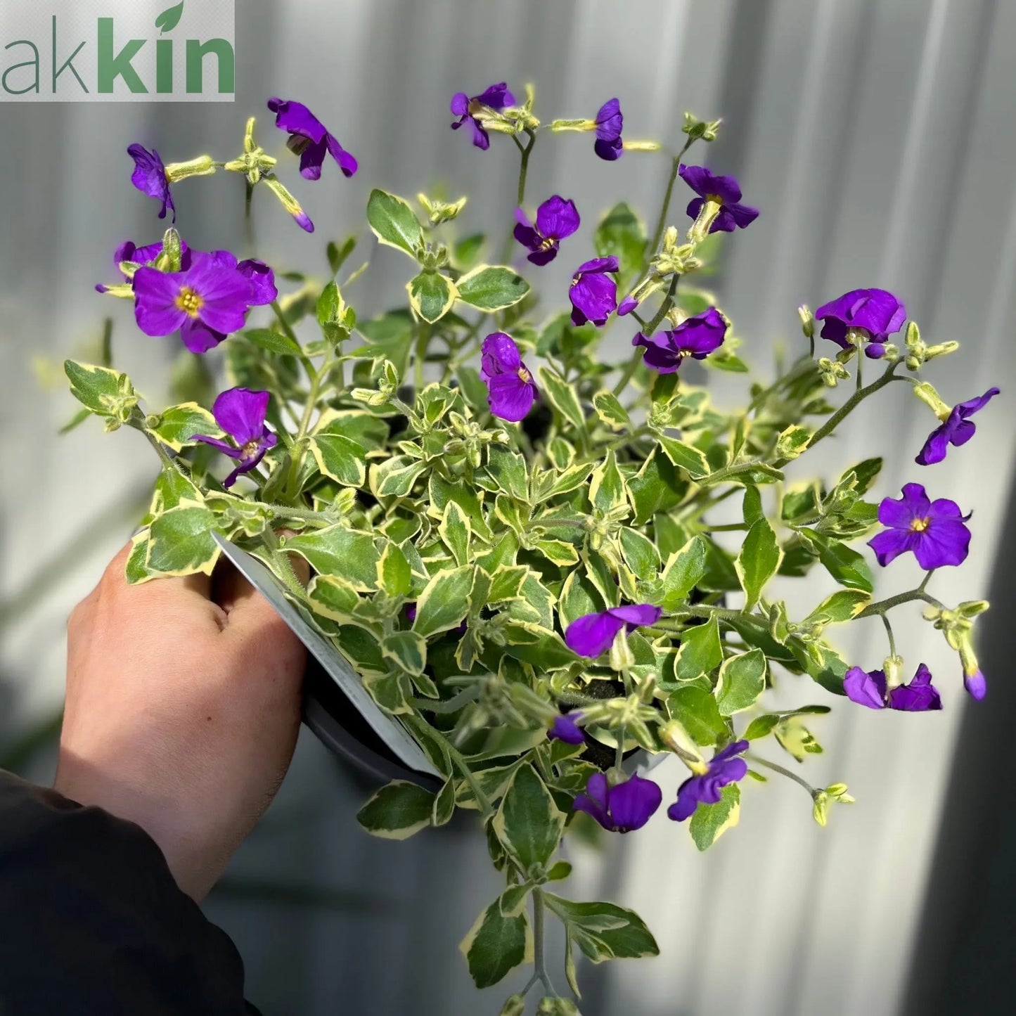 Aubretia deltoidea 'Doctor Mules' 1.5L One Click Plants