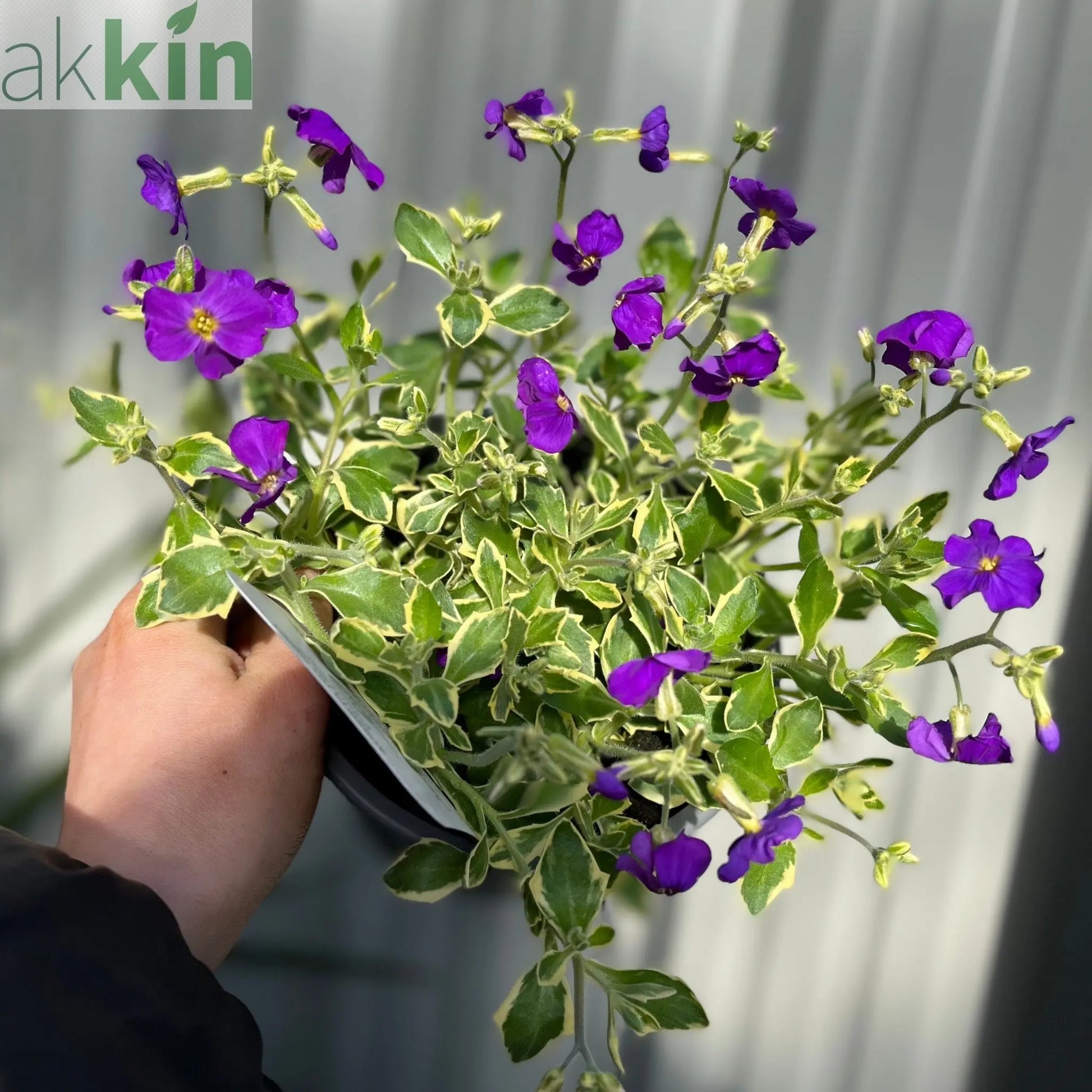 Aubretia deltoidea 'Doctor Mules' 1.5L One Click Plants