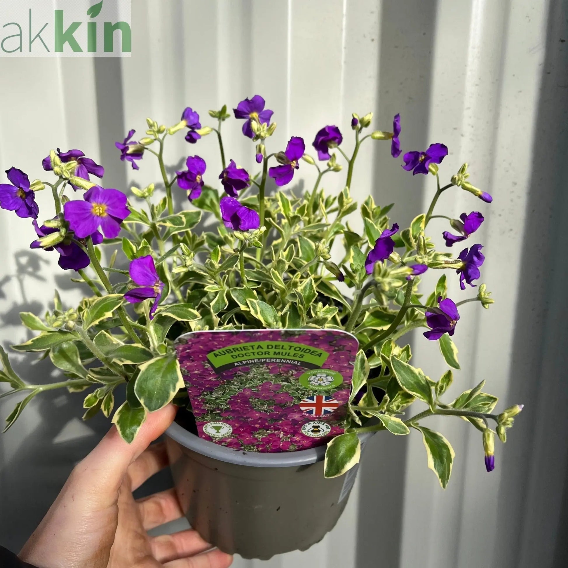 Aubretia deltoidea 'Doctor Mules' 1.5L One Click Plants