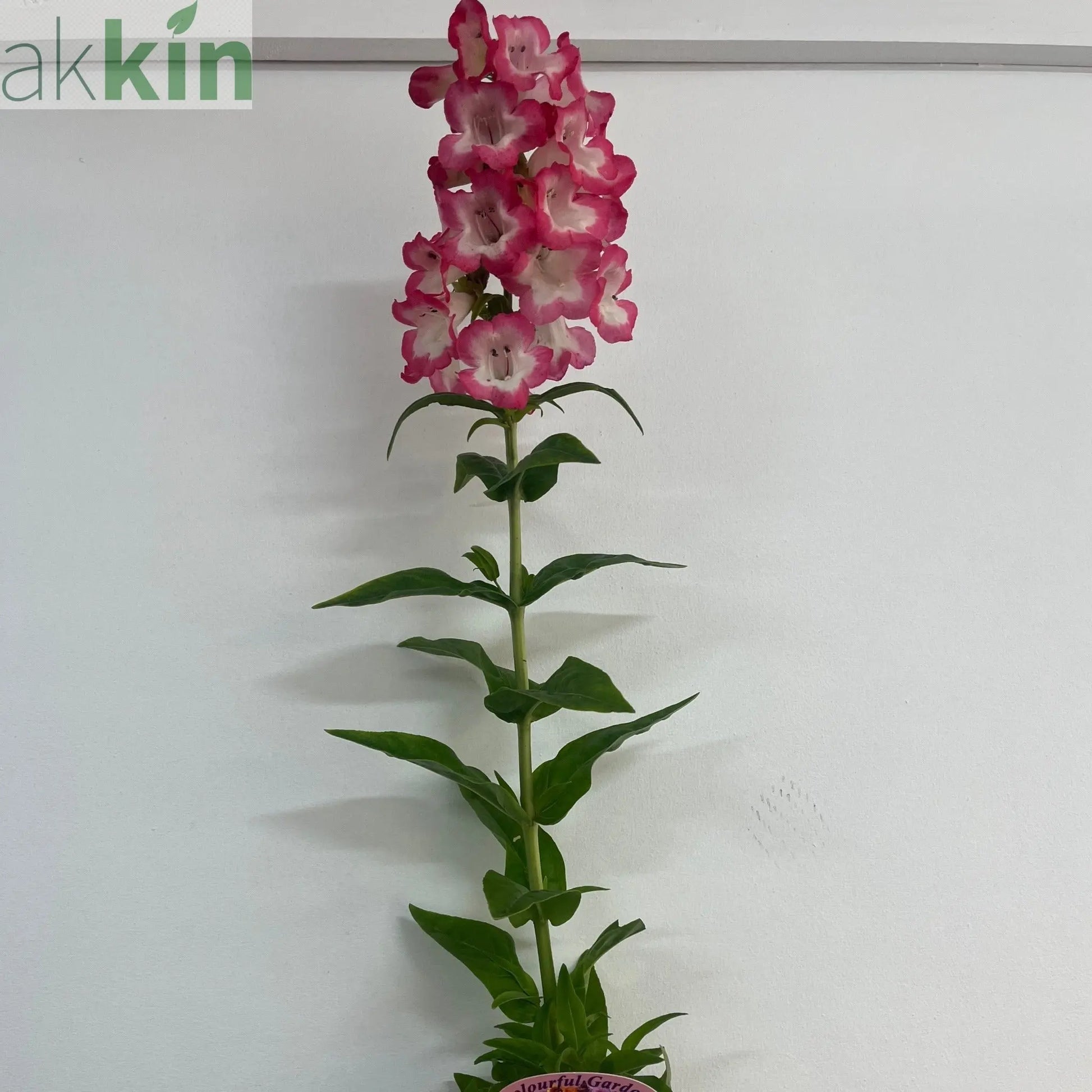 Penstemon 'Hewells Pink' 9cm/1.5L One Click Plants