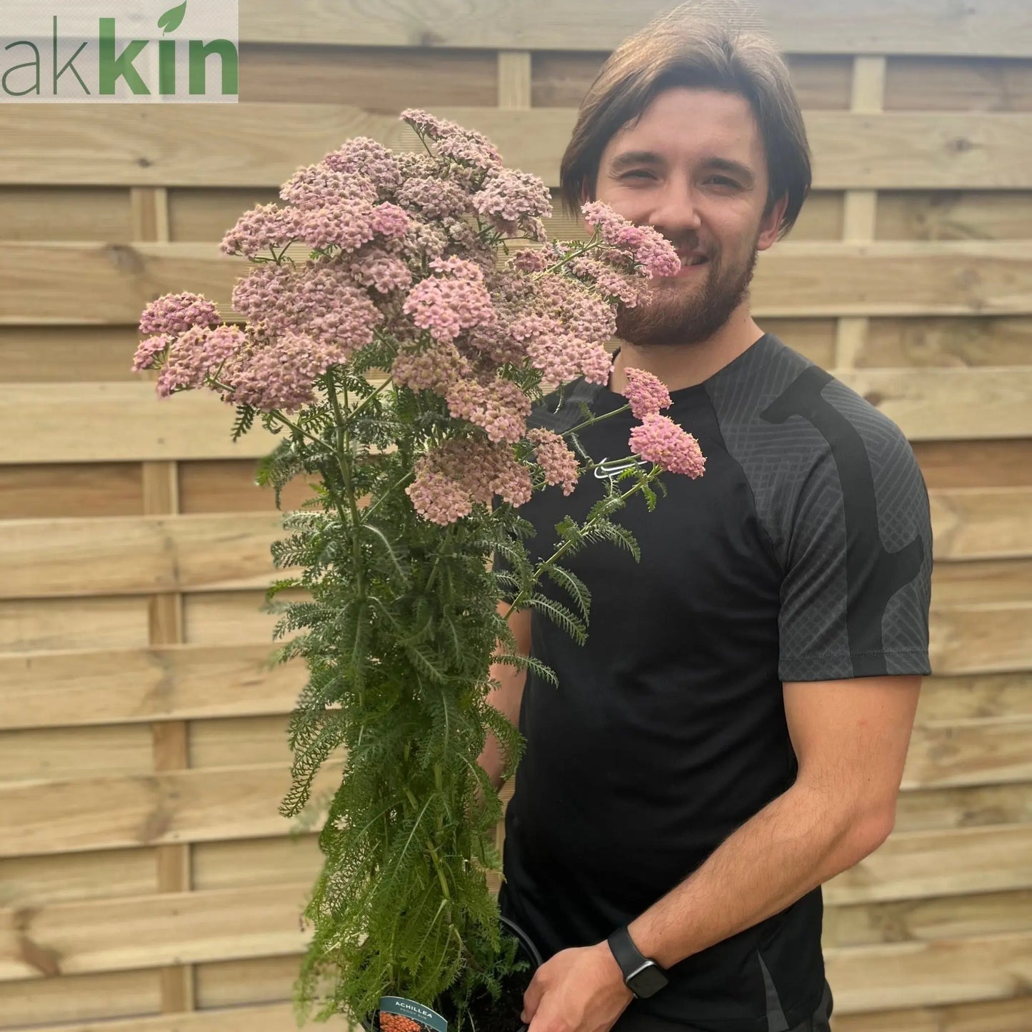 Achillea millefolium Peggy Sue 3L One Click Plants