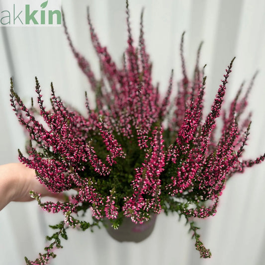 3 x  Pink Heather | Calluna vulgaris (9cm Growers Pot) One Click Plants