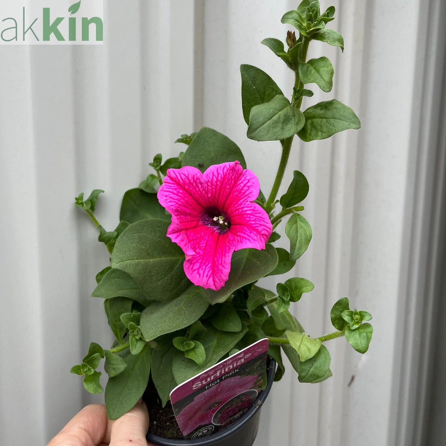 3 x Trailing Petunias (3 x 9cm Pots) One Click Plants
