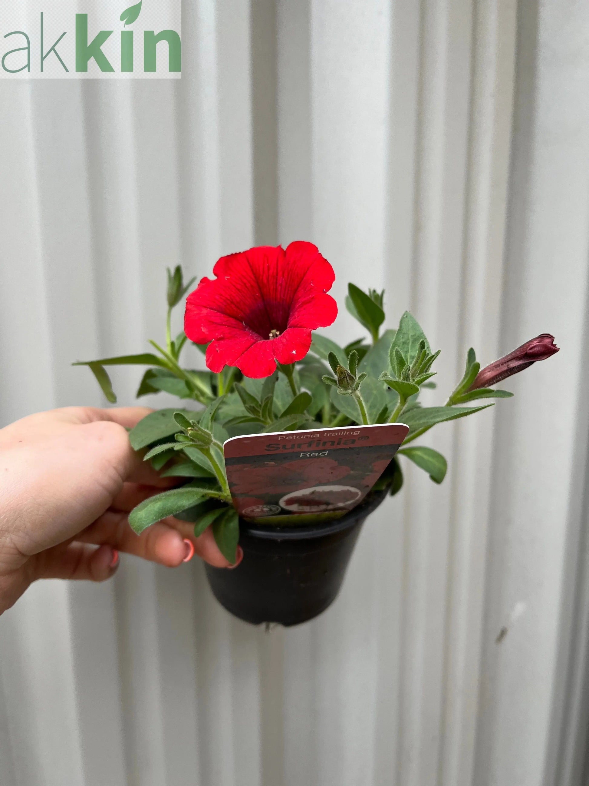 Petunia 'Trailing Surfinia Red' 9cm One Click Plants