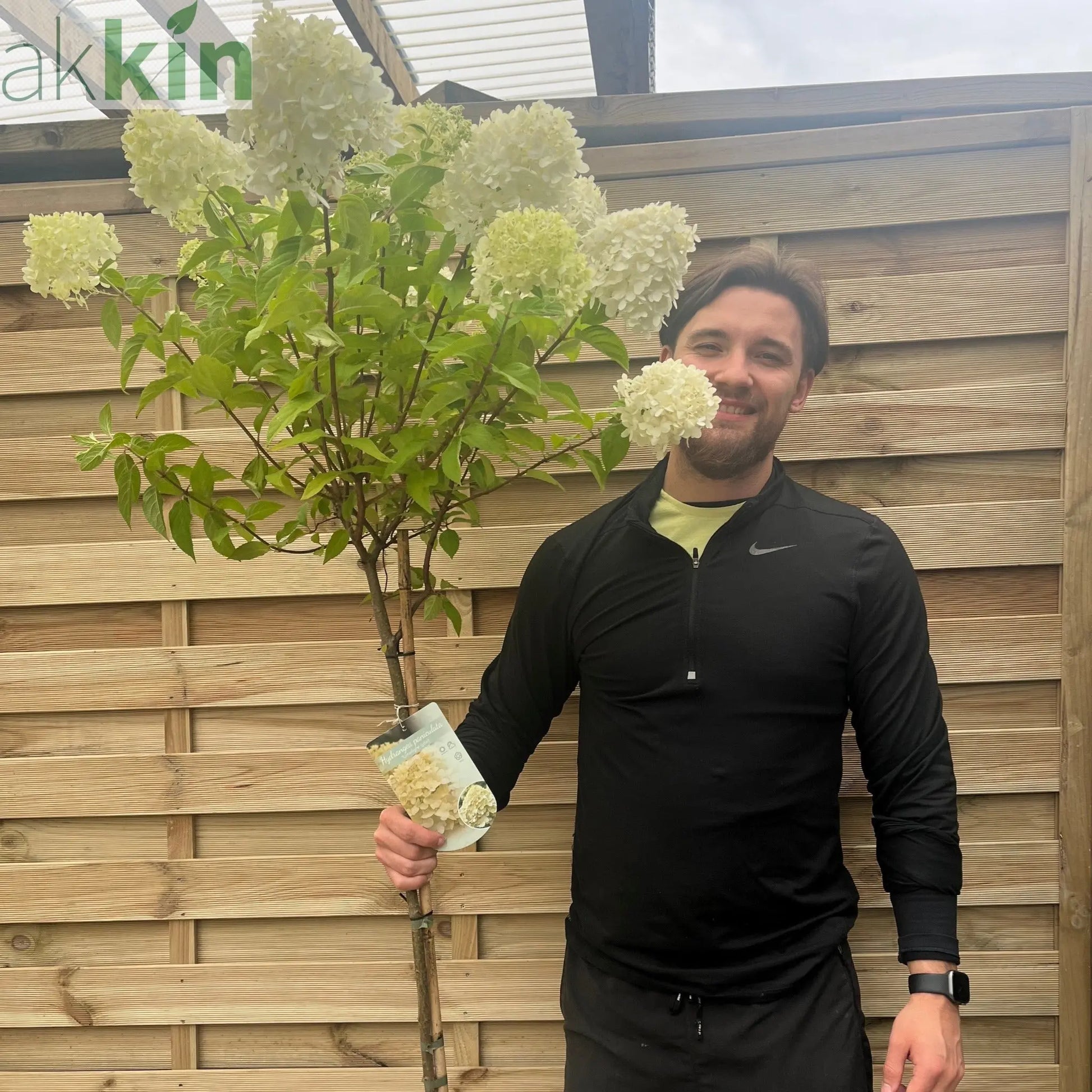 Hydrangea paniculata 'LimeLight’ Tree One Click Plants