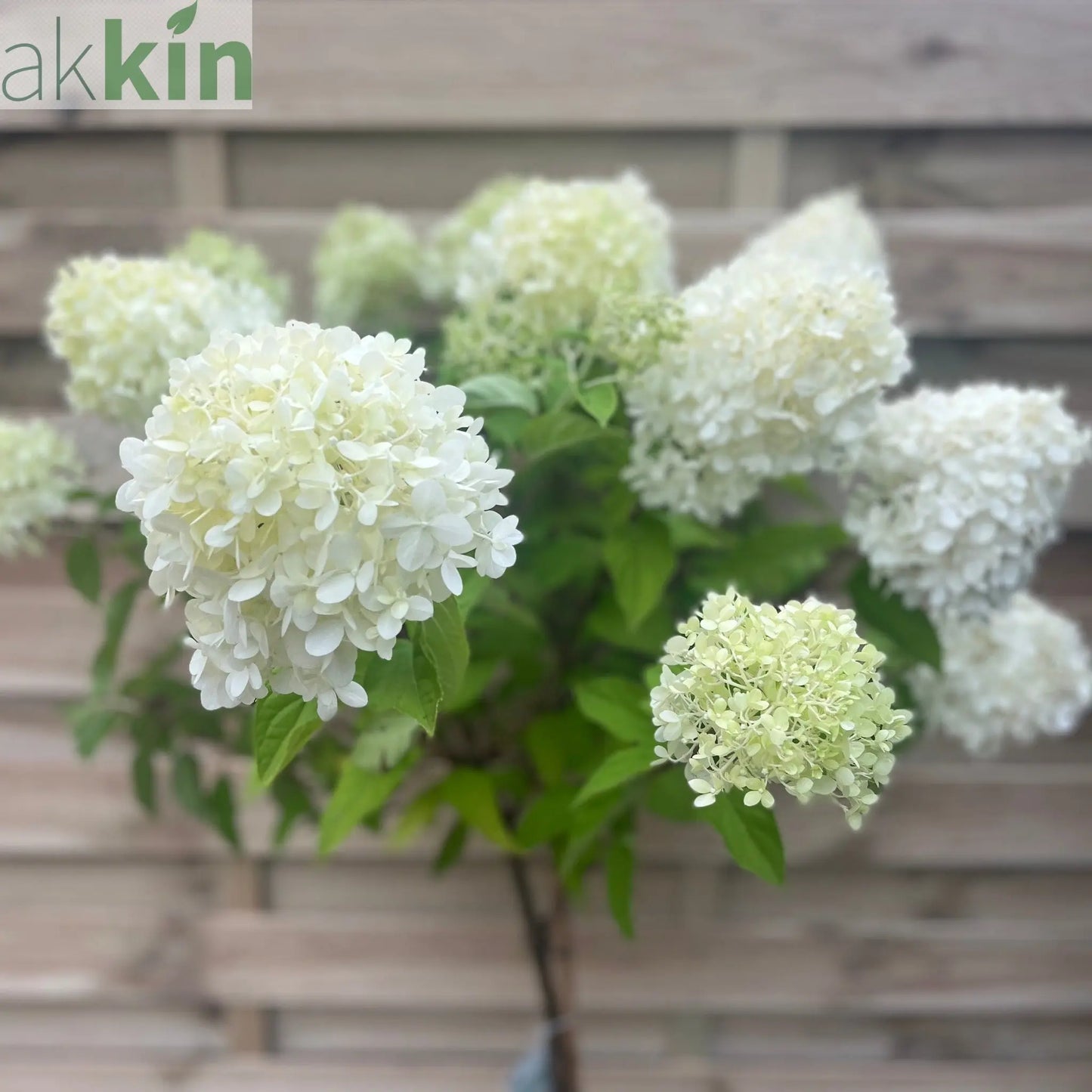 Hydrangea paniculata 'LimeLight’ Tree One Click Plants