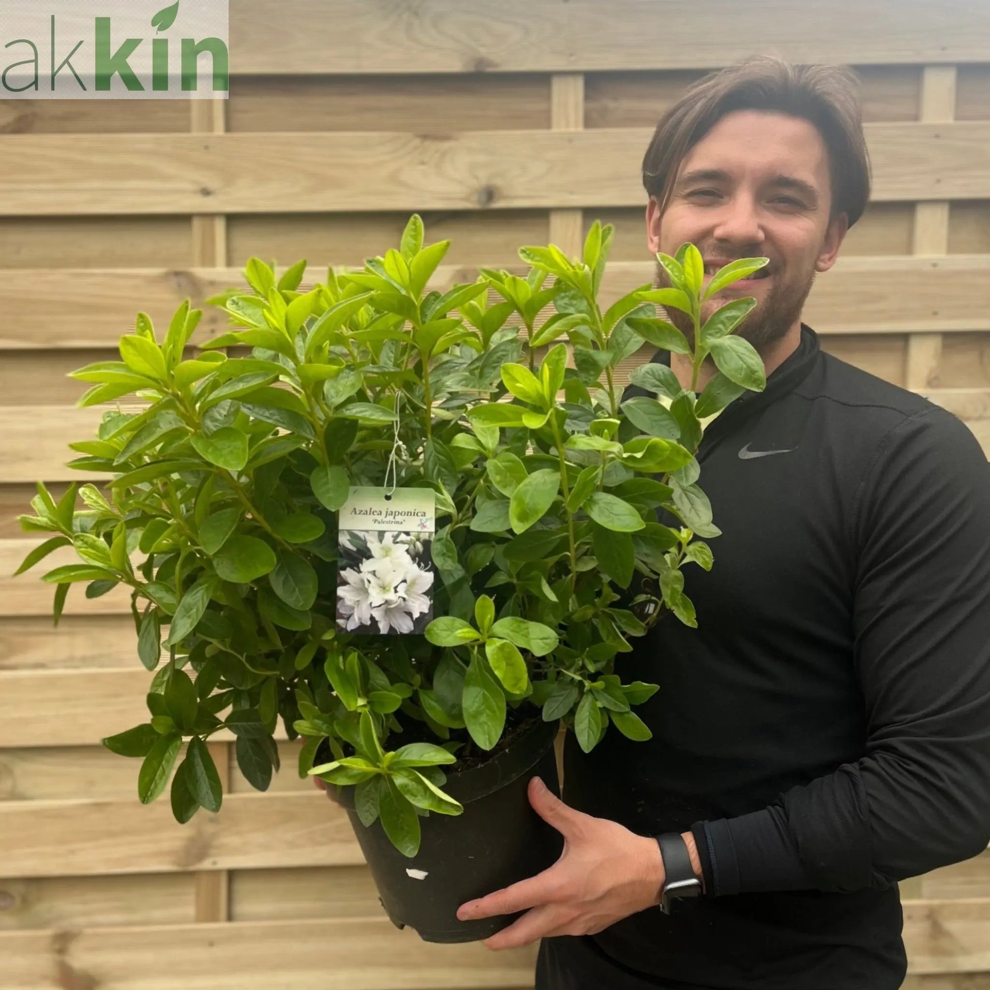 Azalea japonica Palestrina 5L One Click Plants