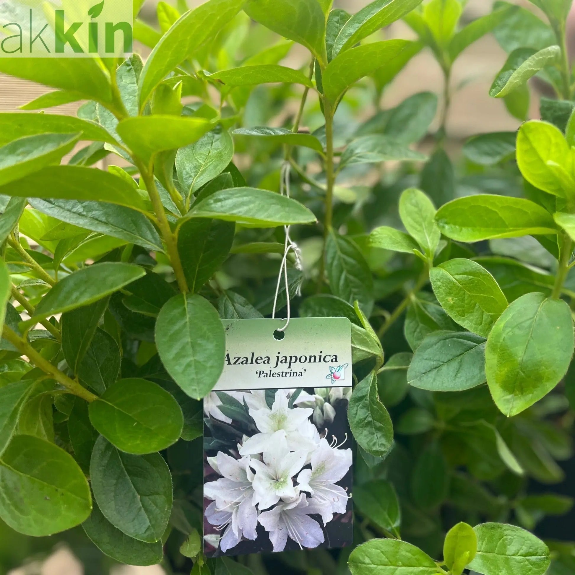 Azalea japonica Palestrina 5L One Click Plants