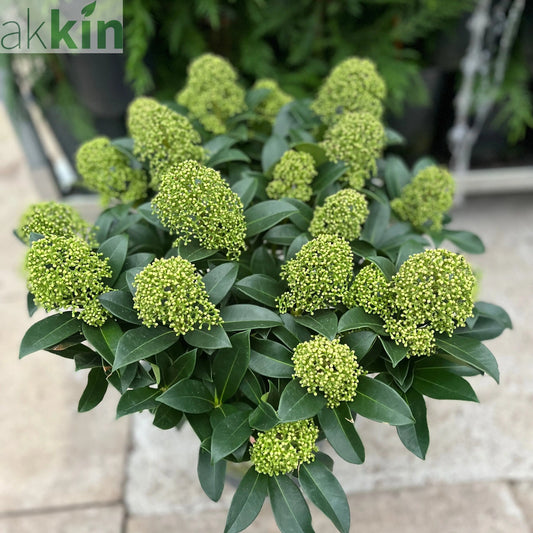 Skimmia japonica 'Fragrant Cloud' 9cm/2L/5L One Click Plants