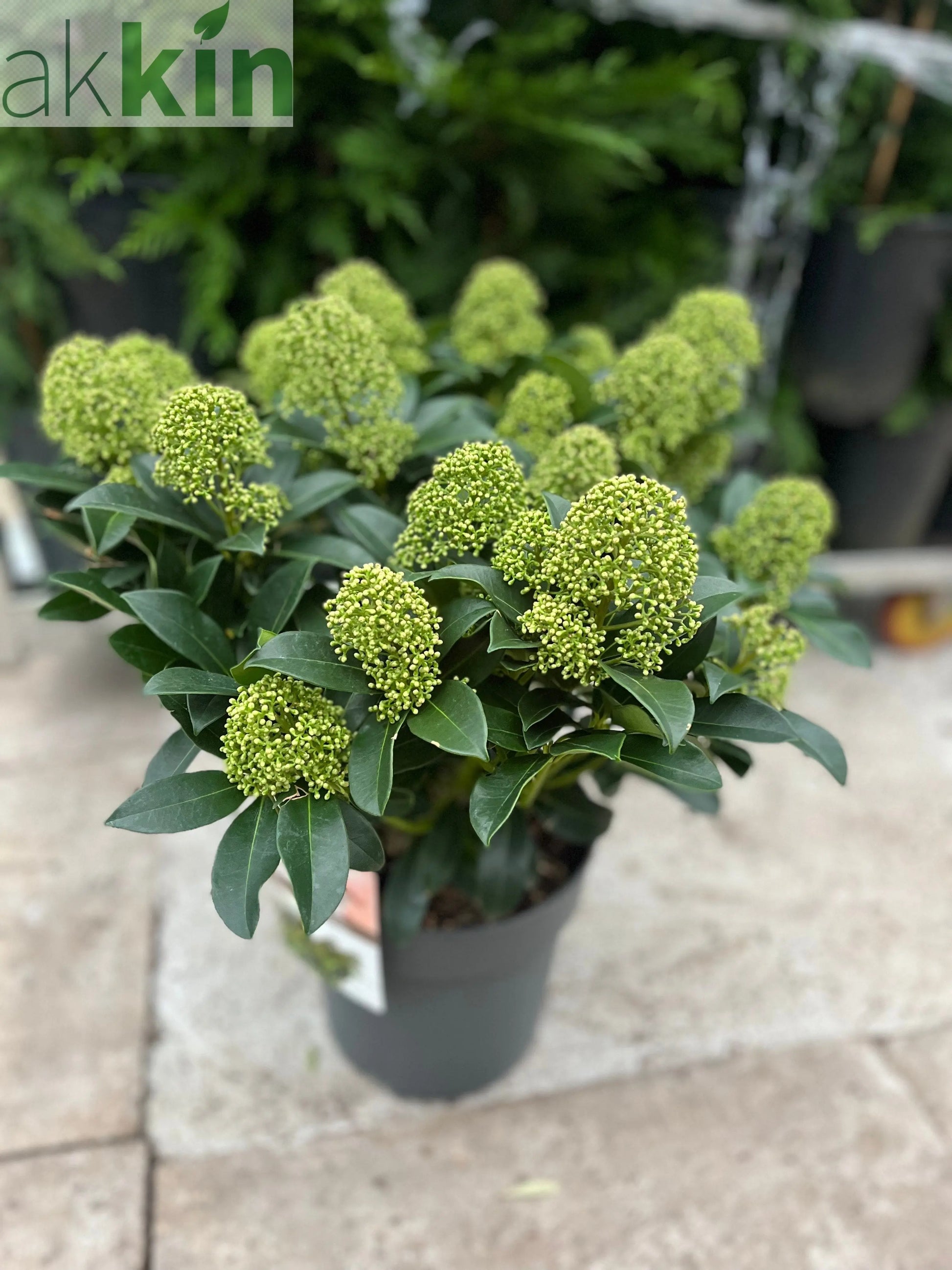 Skimmia japonica 'Fragrant Cloud' 9cm/2L/5L One Click Plants