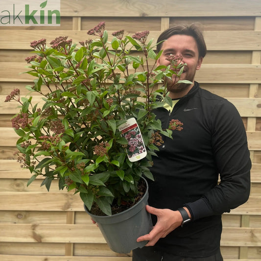 Viburnum tinus 'Spirit' 2L / 5L / 10L One Click Plants