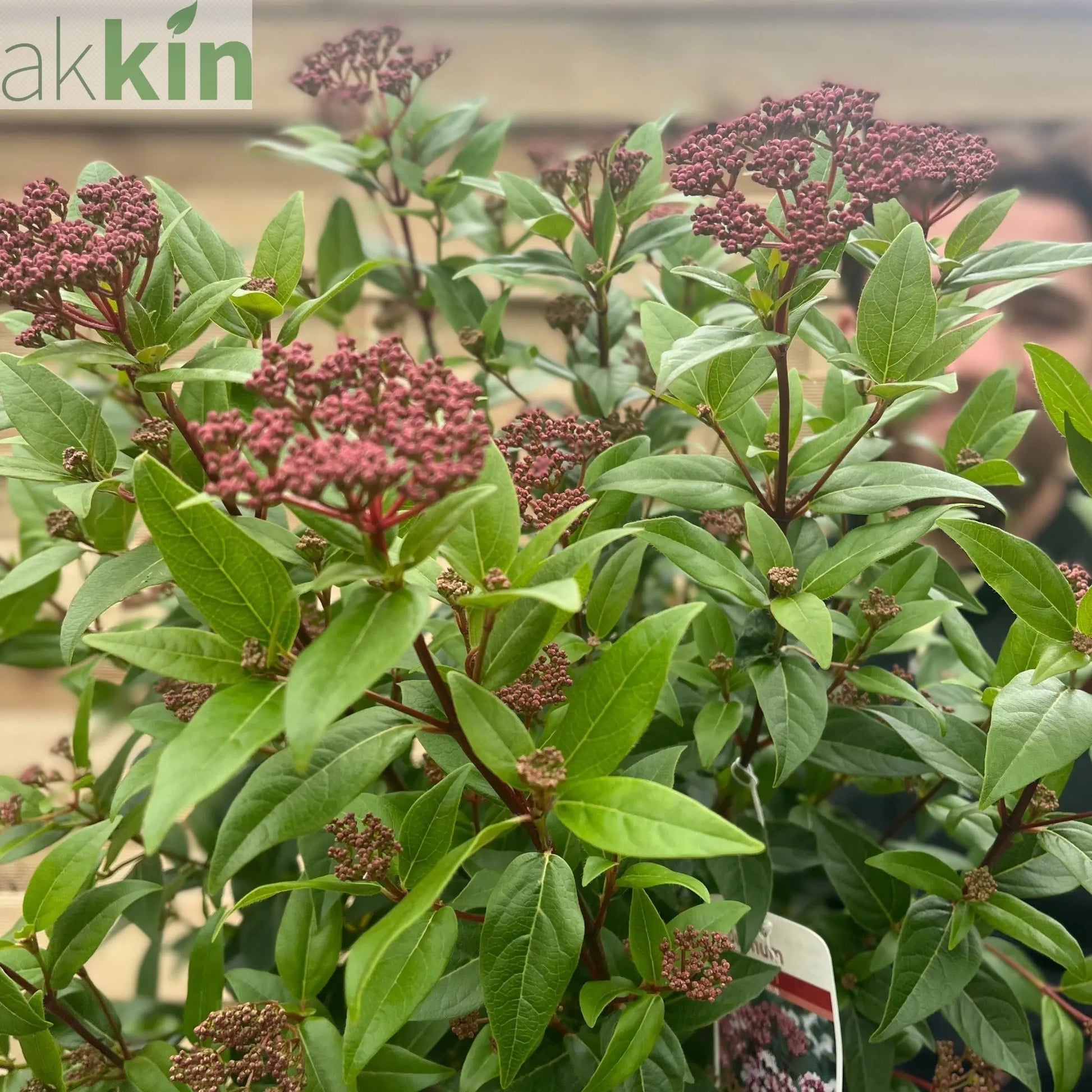 Viburnum tinus 'Spirit' 2L / 5L / 10L One Click Plants