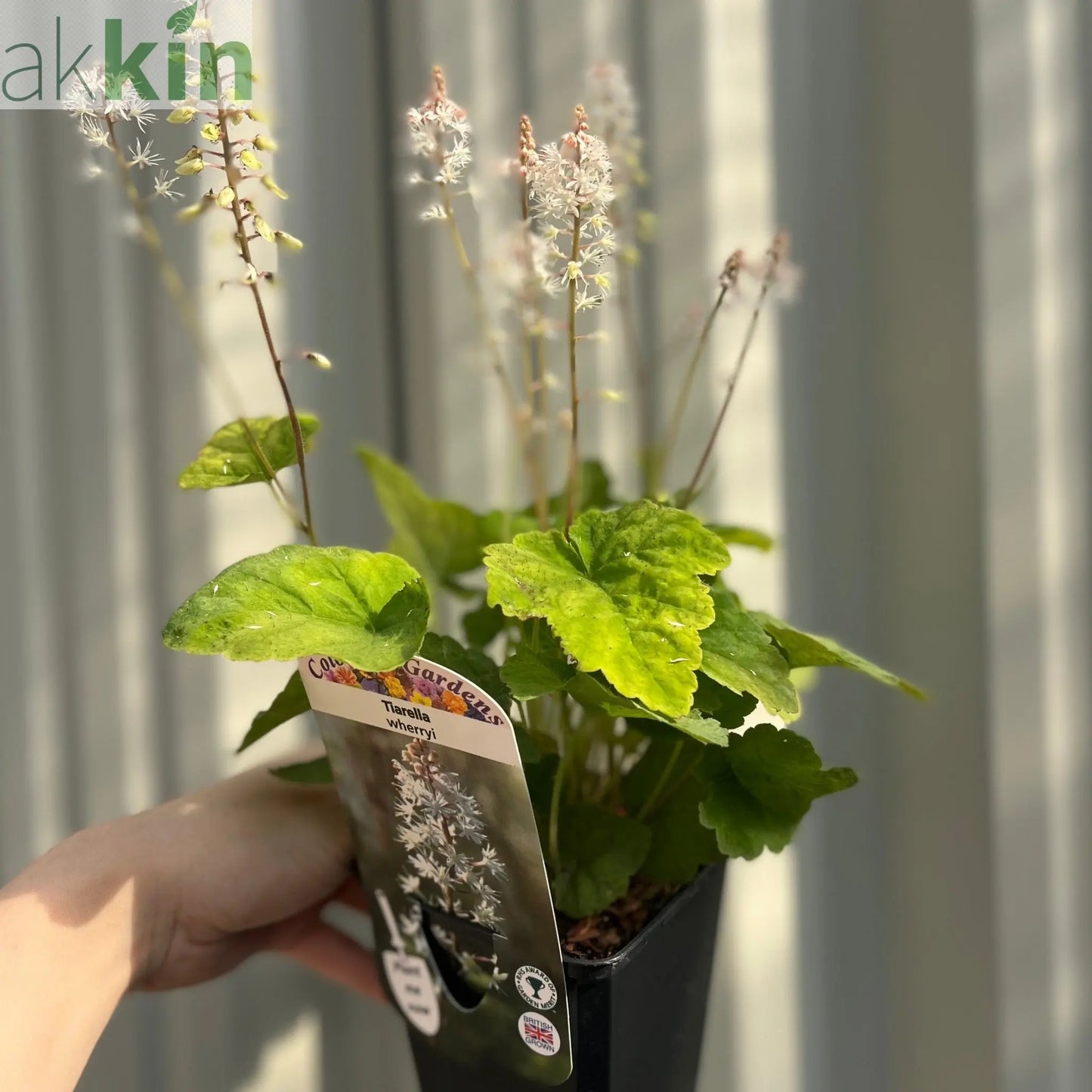 Tiarella wherryi 9cm One Click Plants