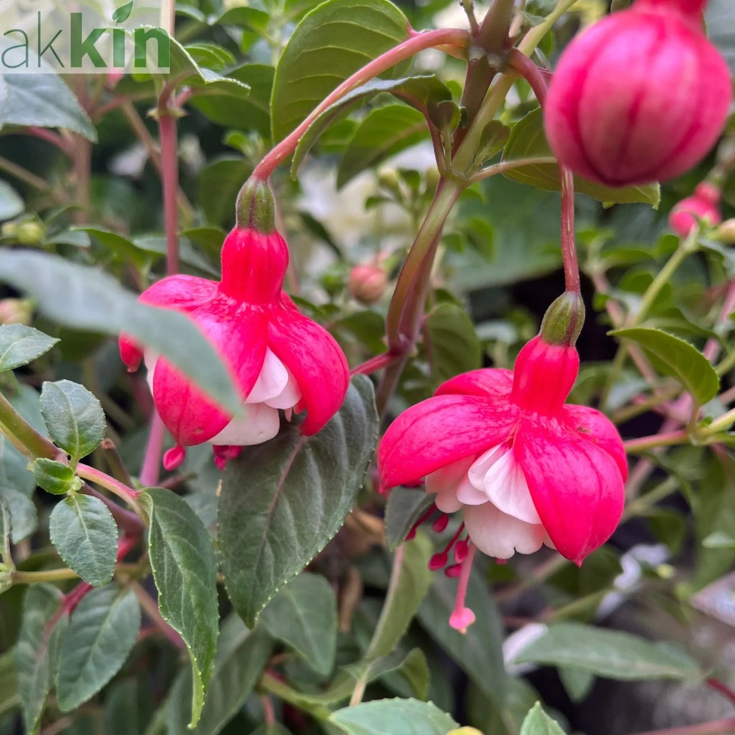 Fuchsia on Stem (Standard Fuchsia) 'Bella' 70-80cm One Click Plants