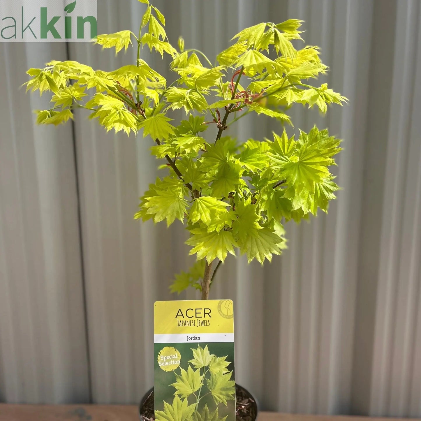 Acer shirasawanum 'Jordan'  3L (60cm) One Click Plants