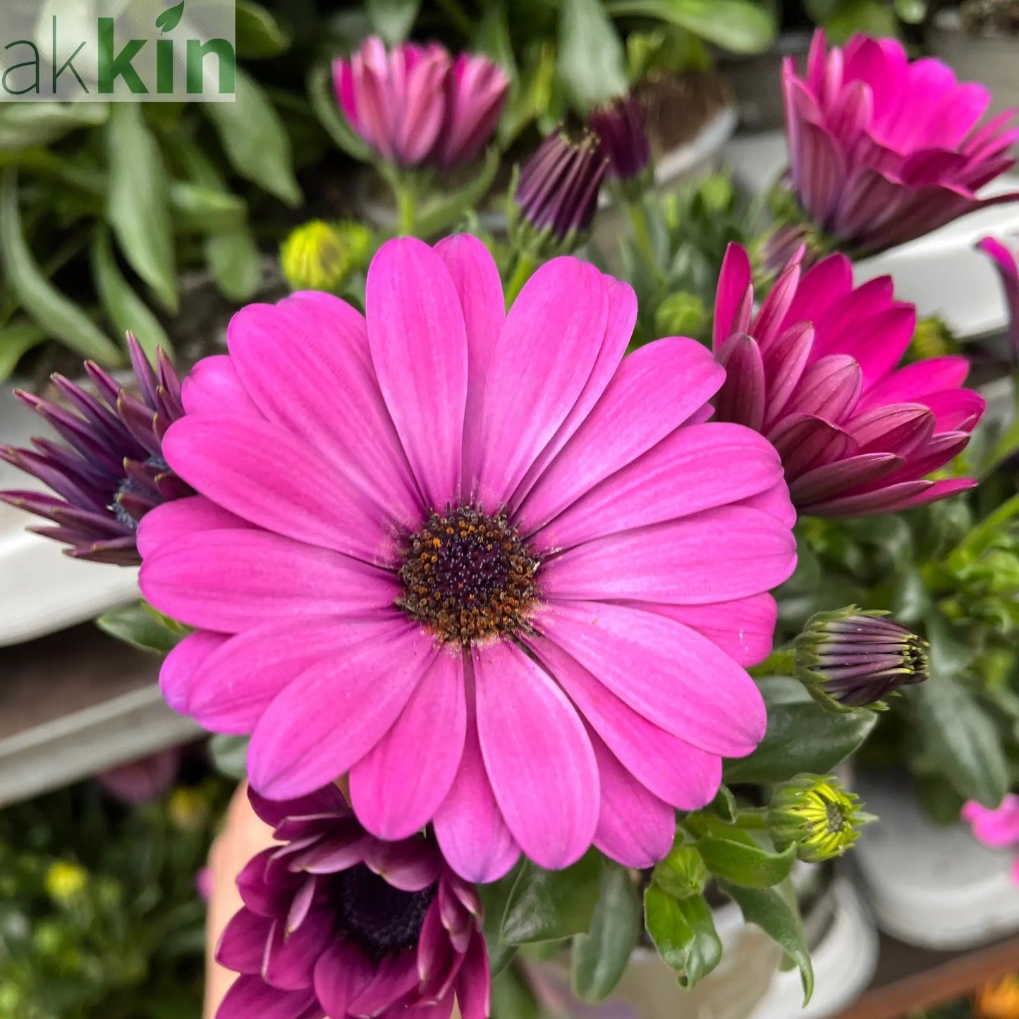 Osteospermum (African/Cape Daisy) 12cm Pot One Click Plants
