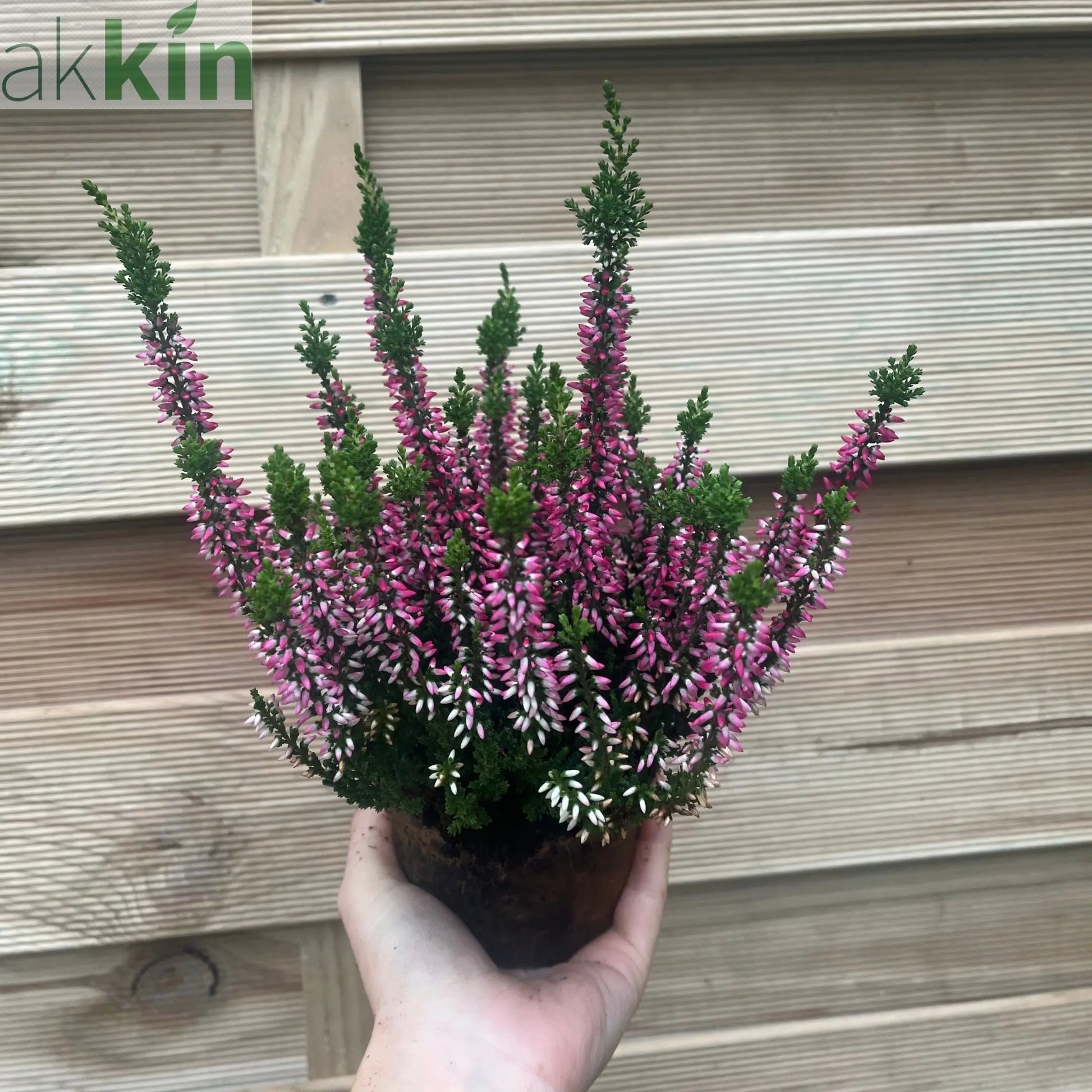 6 x Heather | Calluna vulgaris (Mixed Colours) One Click Plants