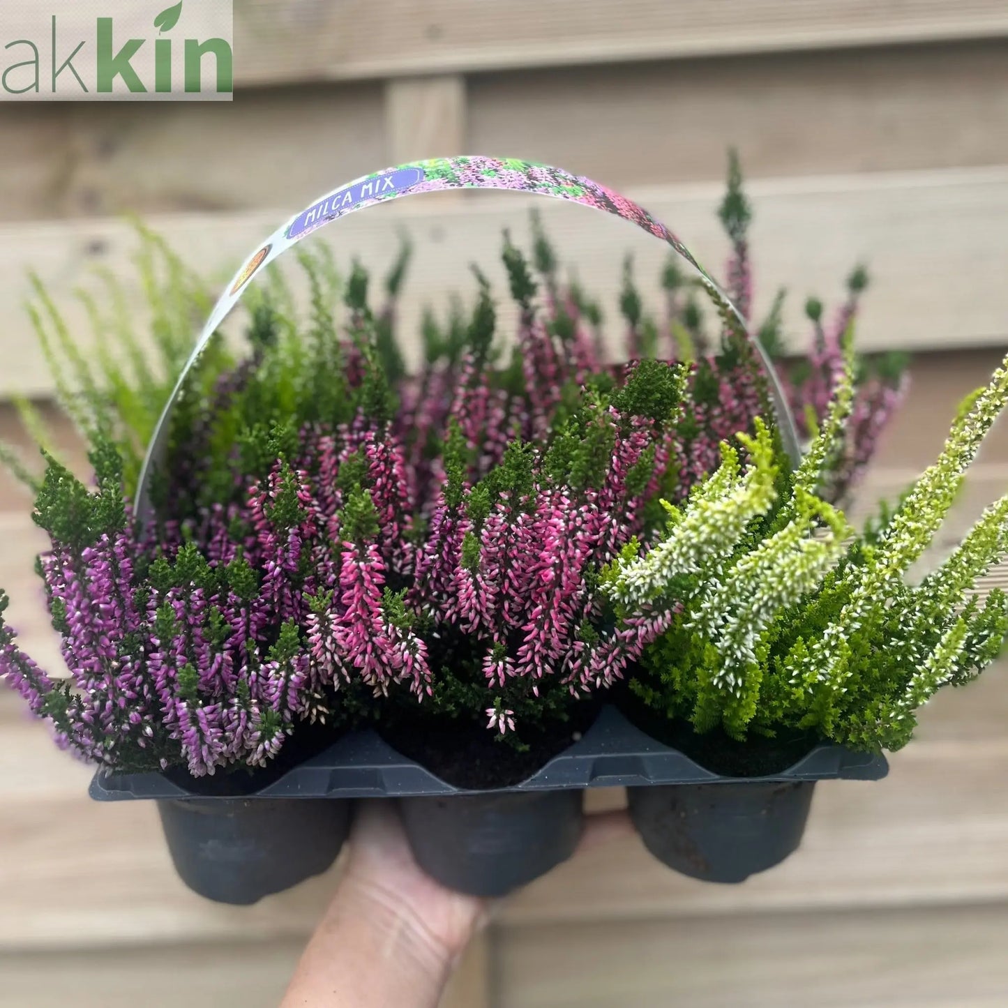 6 x Heather | Calluna vulgaris (Mixed Colours) One Click Plants
