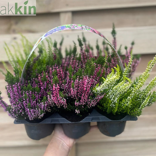 6 x Heather | Calluna vulgaris (Mixed Colours) One Click Plants