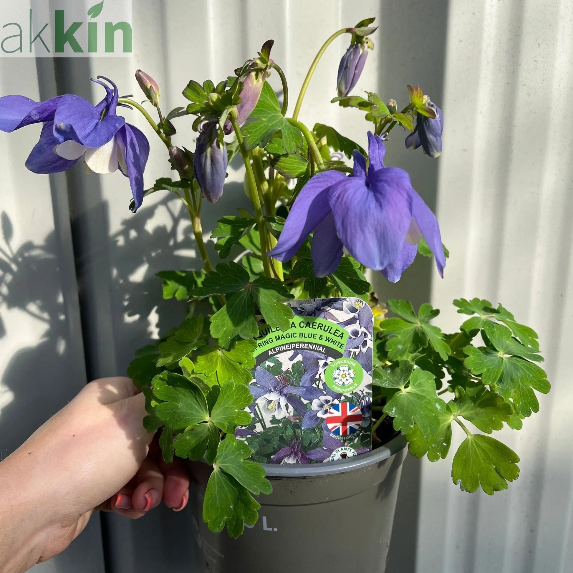 Aquilegia 'Spring Magic Blue' 9cm/1.5L One Click Plants