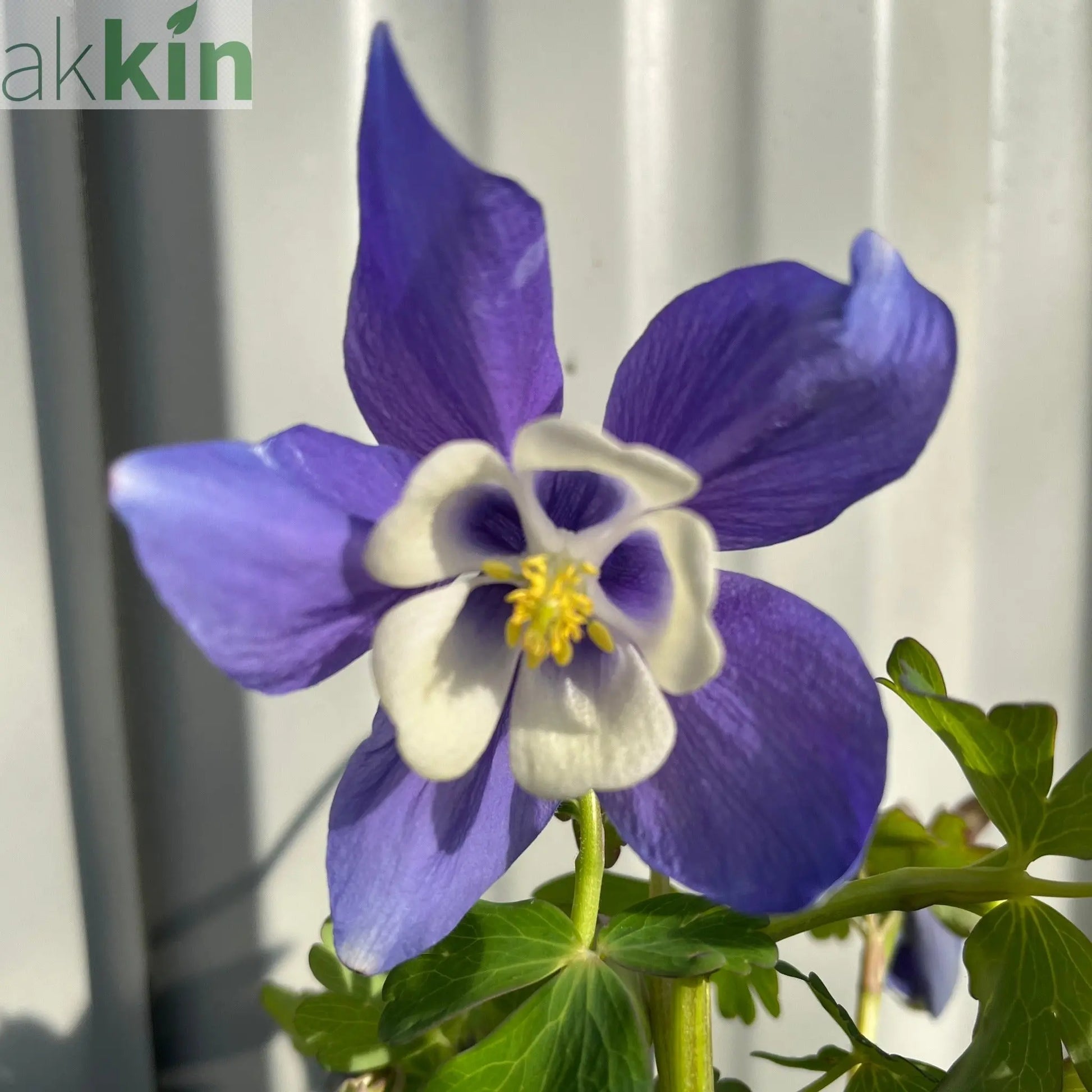 Aquilegia 'Spring Magic Blue' 9cm/1.5L One Click Plants