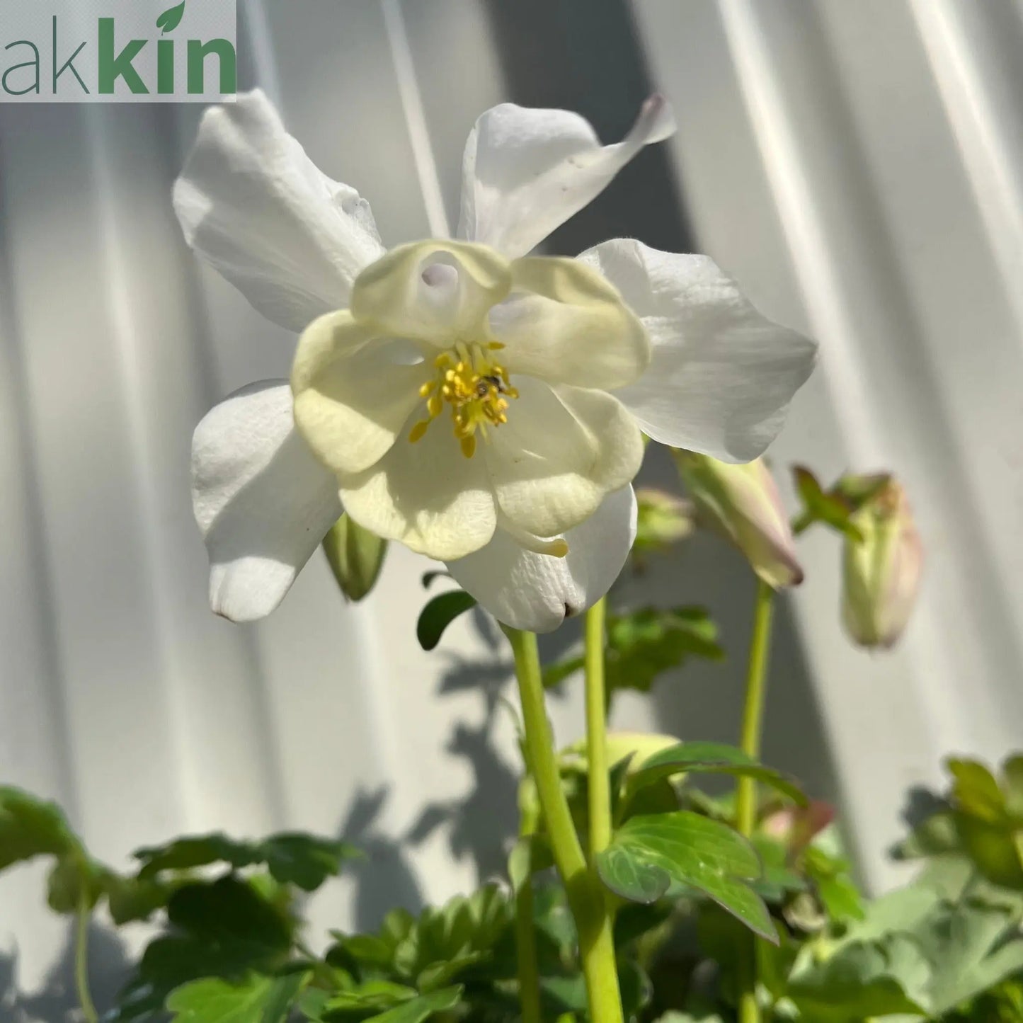 Aquilegia 'White Star' 1L One Click Plants