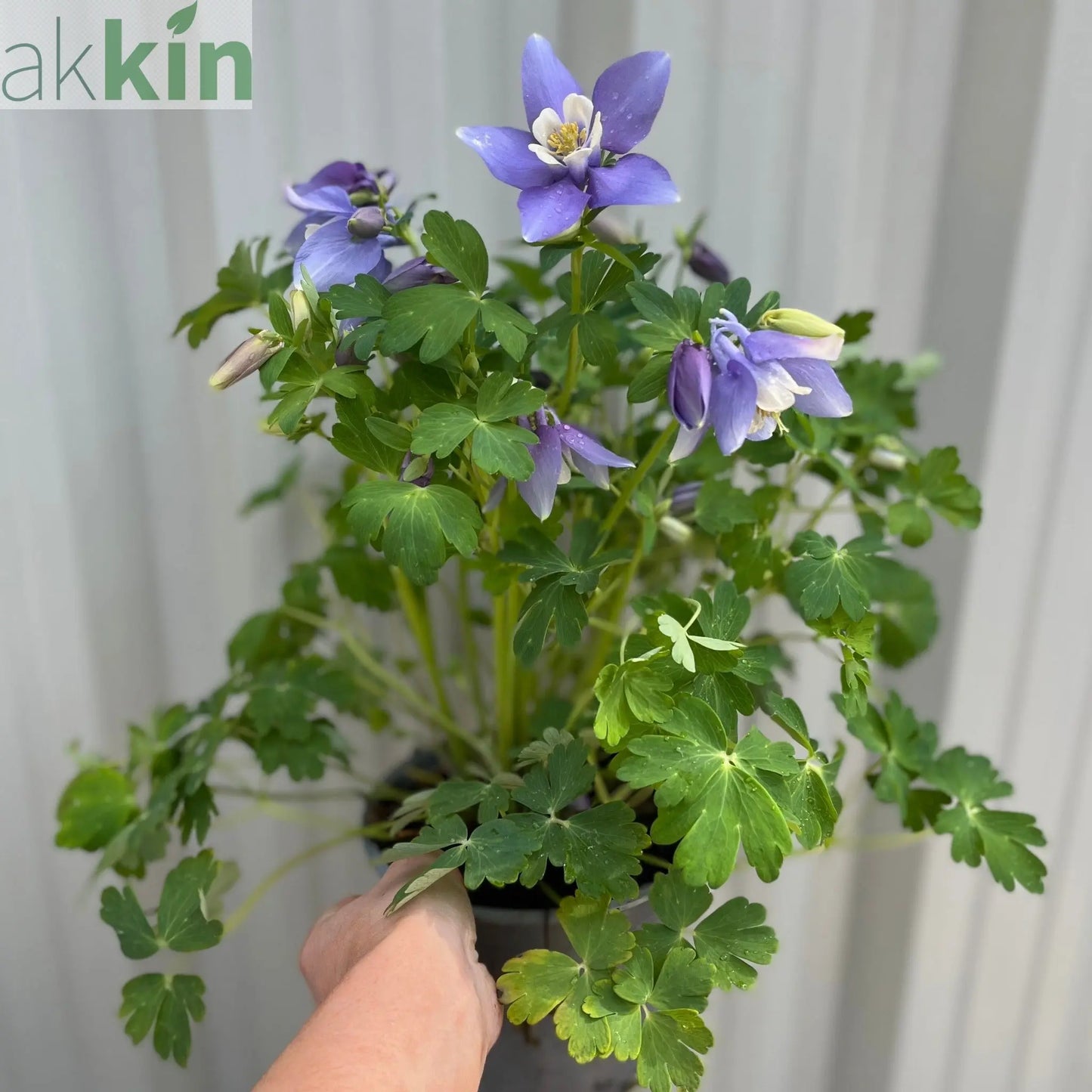Aquilegia earlybird - Purple/White 2L One Click Plants