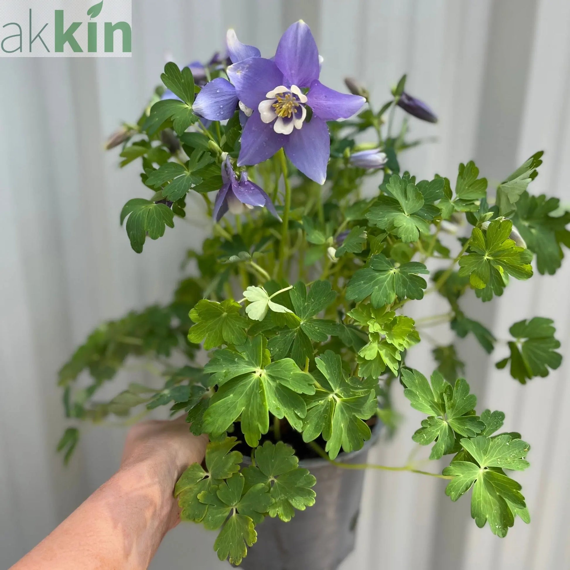 Aquilegia earlybird - Purple/White 2L One Click Plants