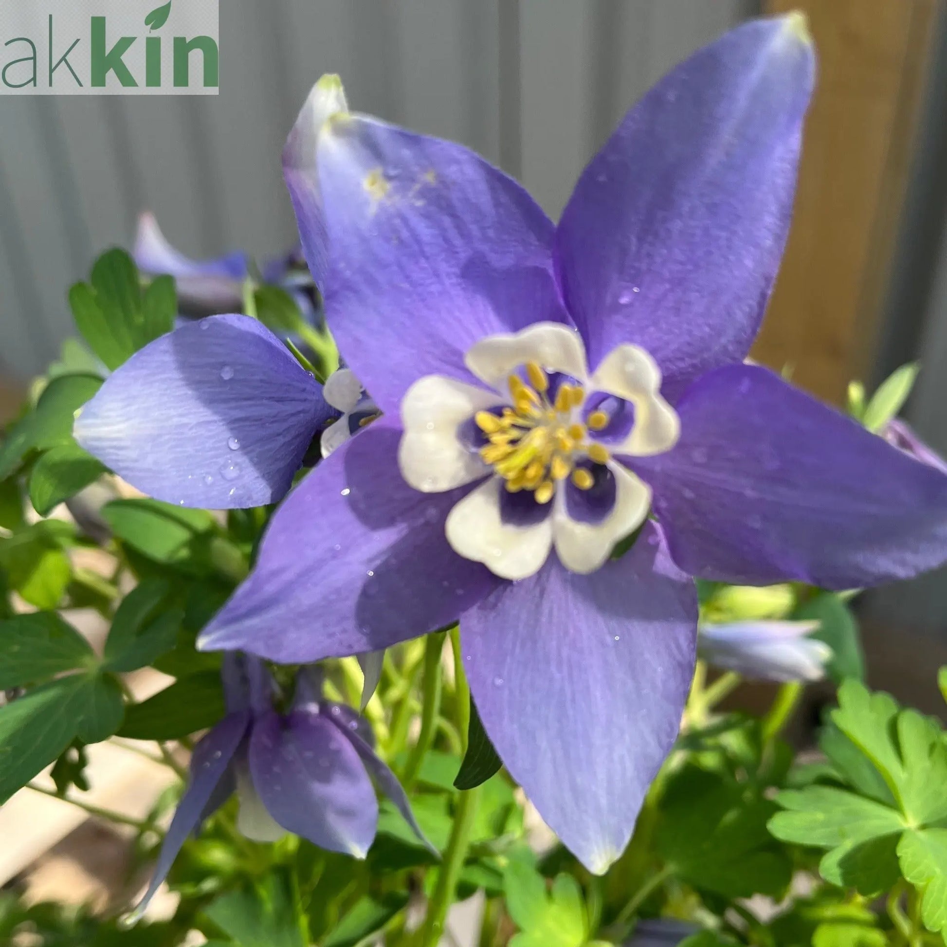 Aquilegia earlybird - Purple/White 2L One Click Plants