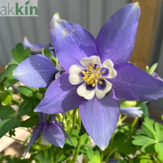 Aquilegia earlybird - Purple/White 2L One Click Plants