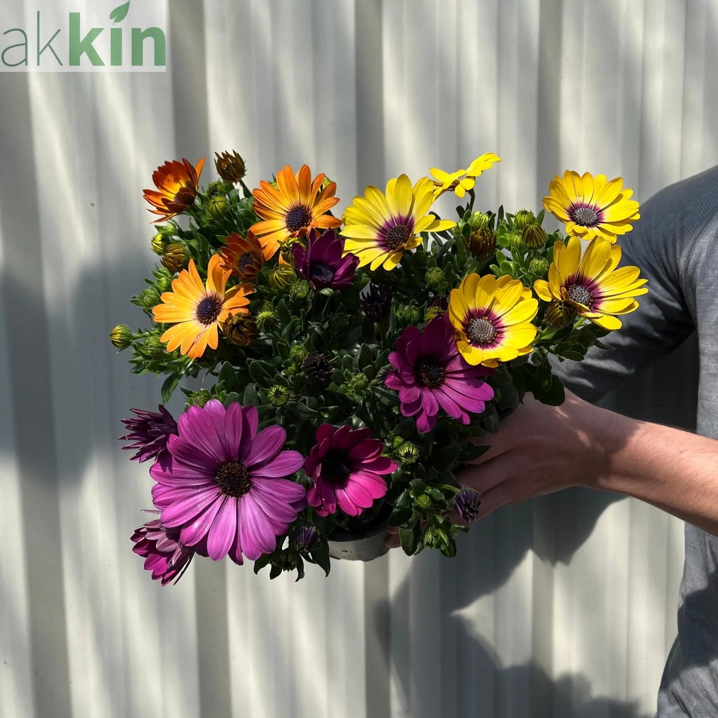 Mix of 3 Osteospermum (African/Cape Daisy) 10cm Pot One Click Plants