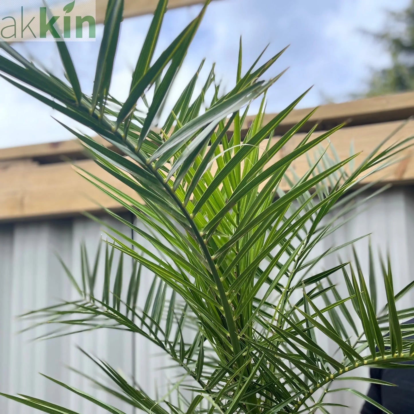 Phoenix Palm | Phoenix canariensis 'Canary Island Date Palm' 60-70cm / 70-80cm One Click Plants