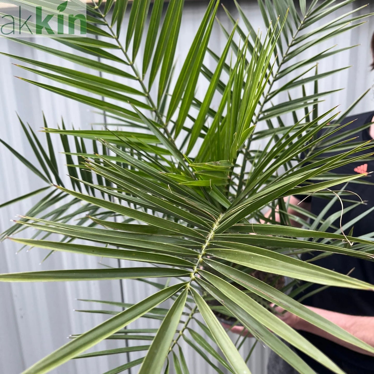 Phoenix Palm | Phoenix canariensis 'Canary Island Date Palm' 60-70cm / 70-80cm One Click Plants