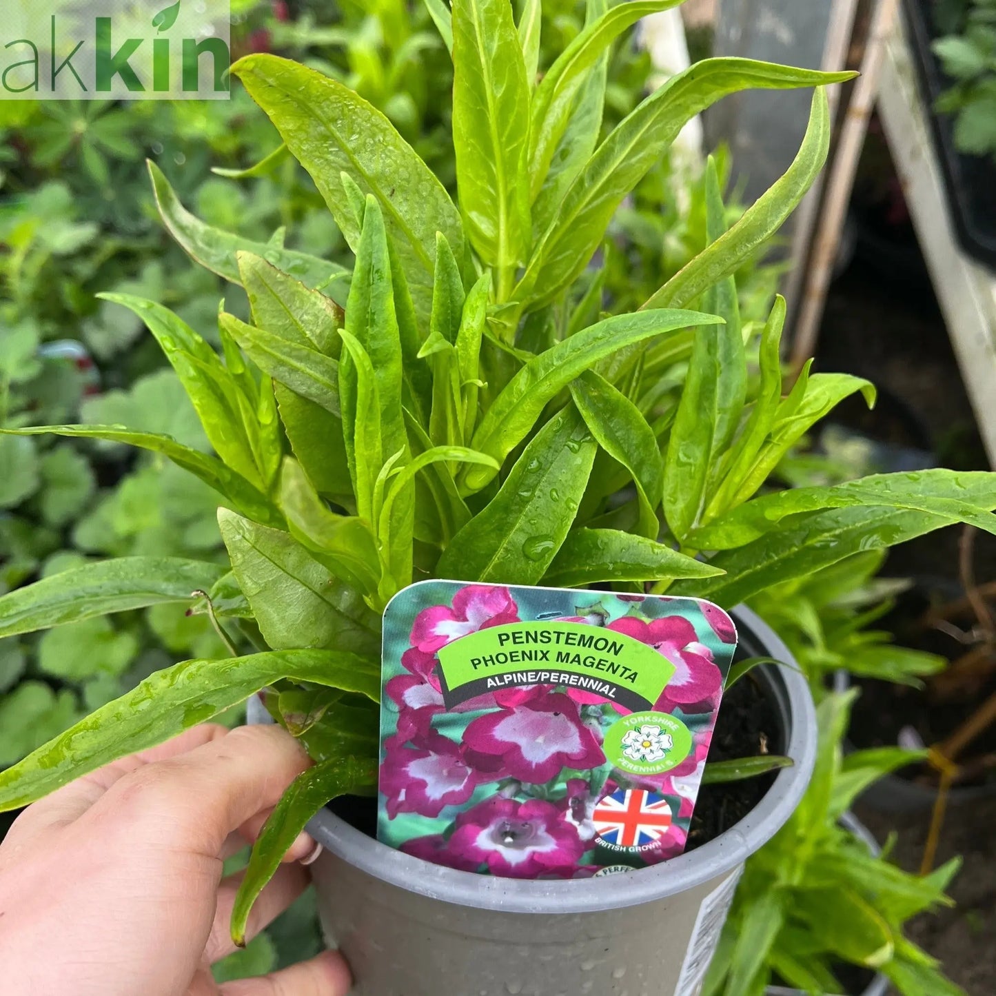 Penstemon ‘Phoenix Magenta’ 1.5L One Click Plants