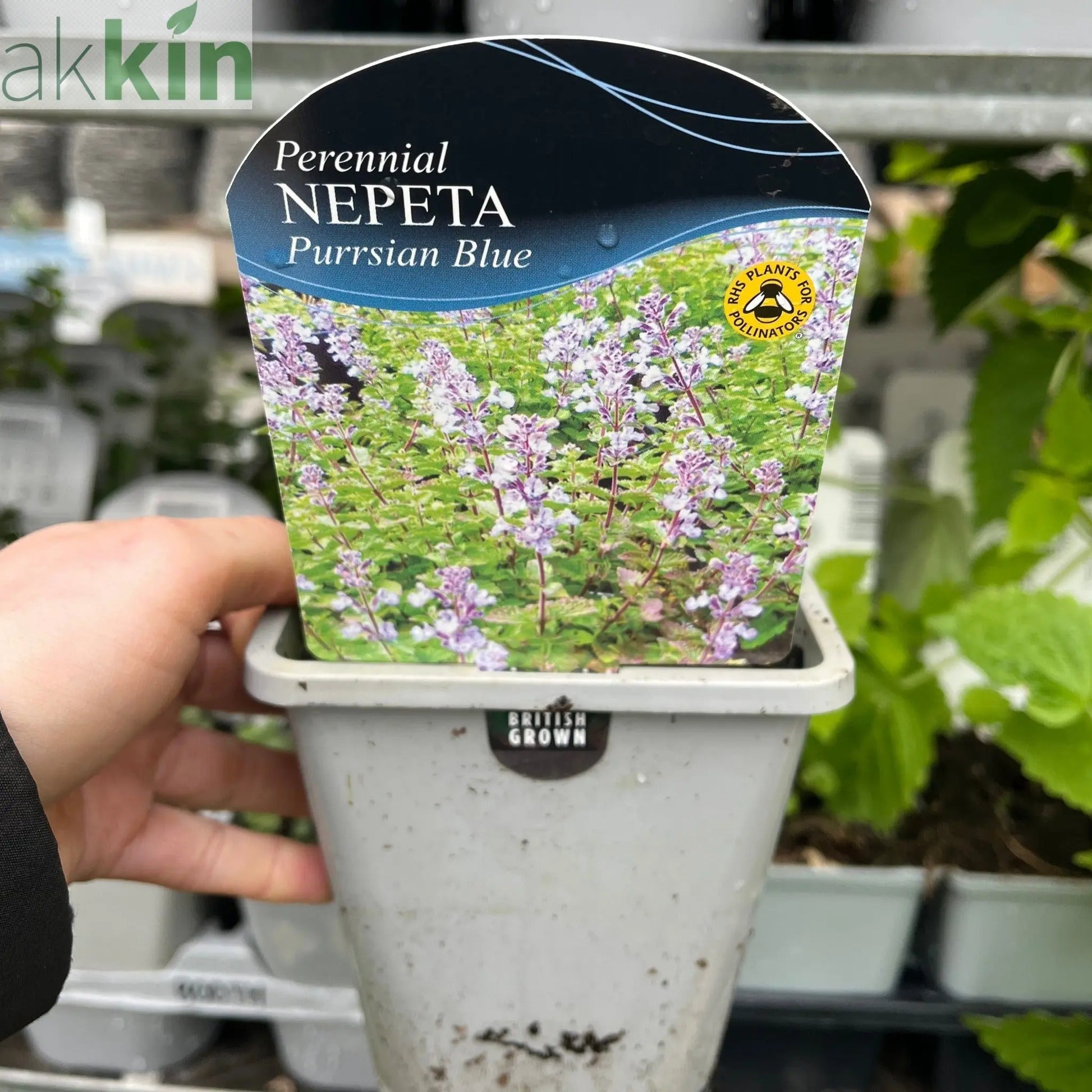 Nepeta faassenii (Catmint) 1.5L One Click Plants