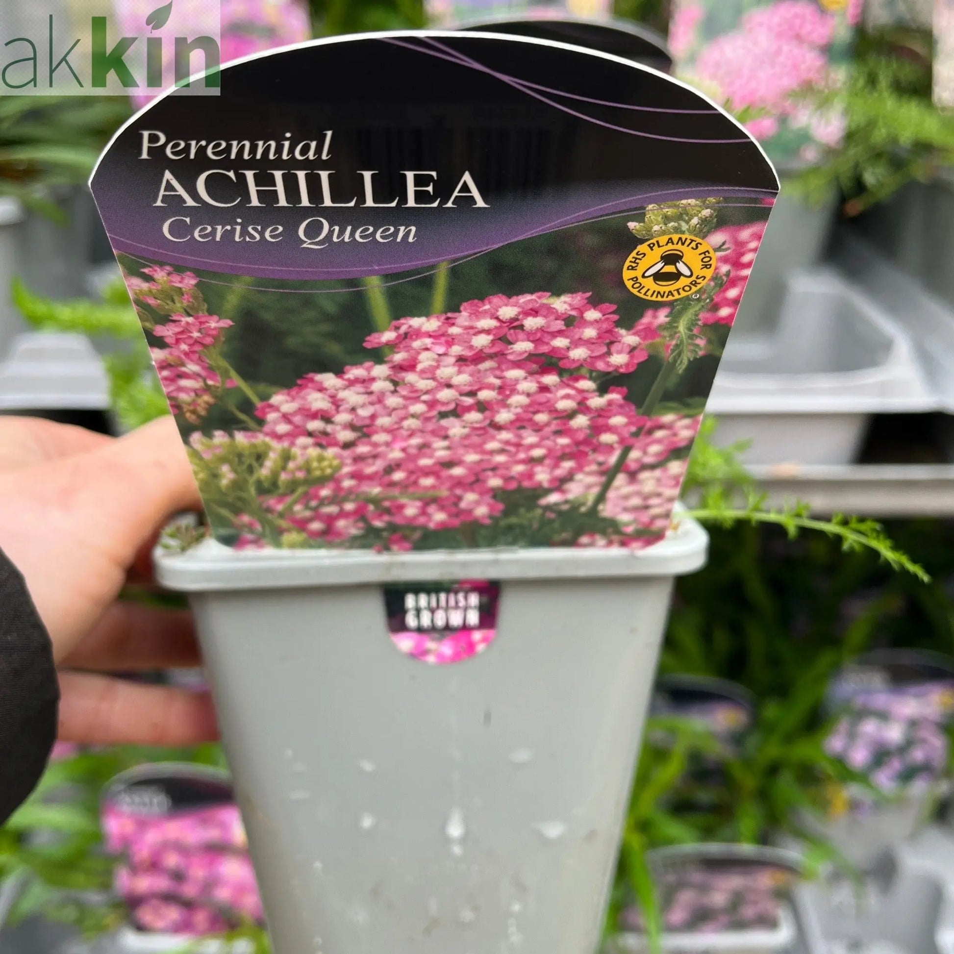 Achillea millefolium 'Cerise Queen' (9cm Pot) One Click Plants