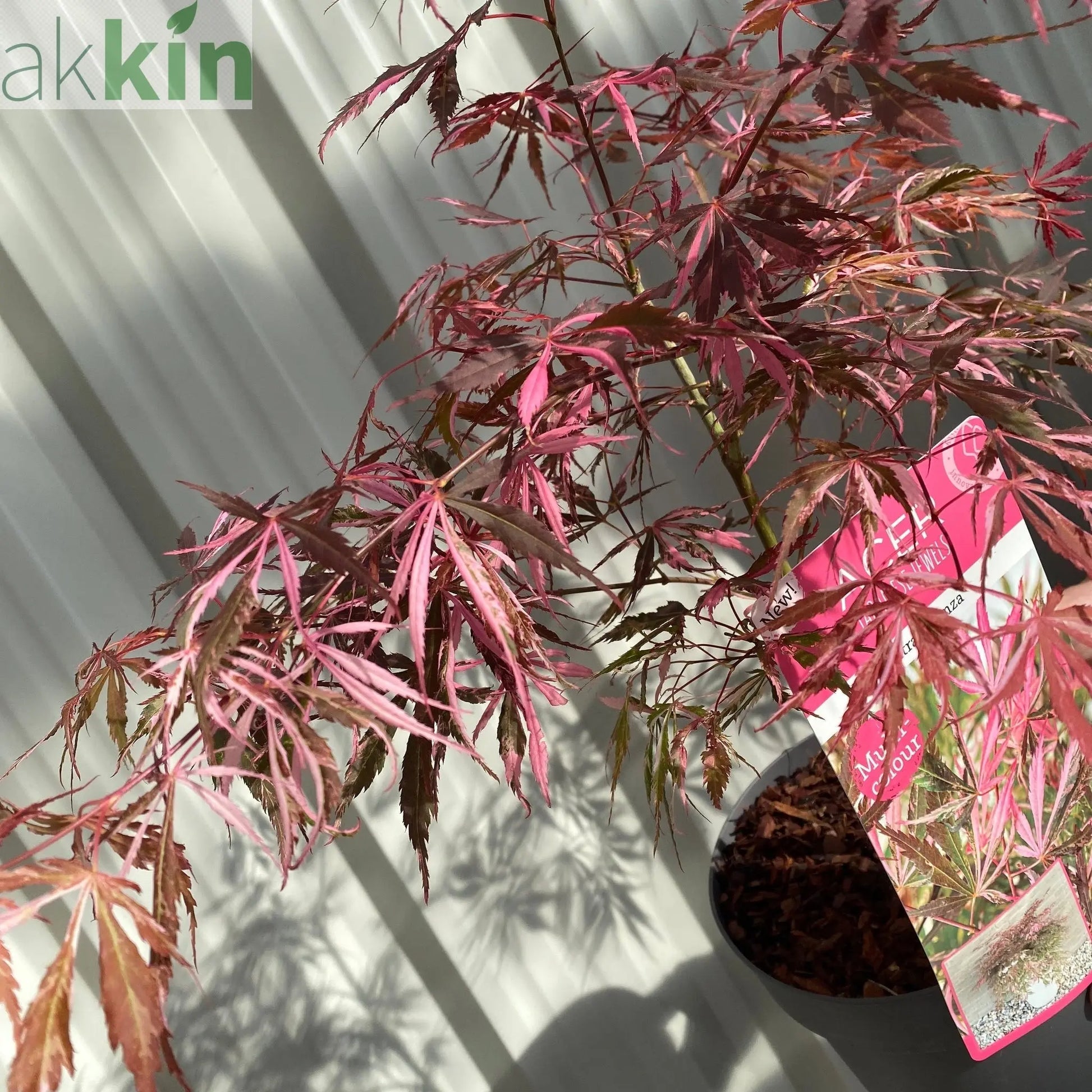 Acer palmatum 'Extravaganza' 3L One Click Plants