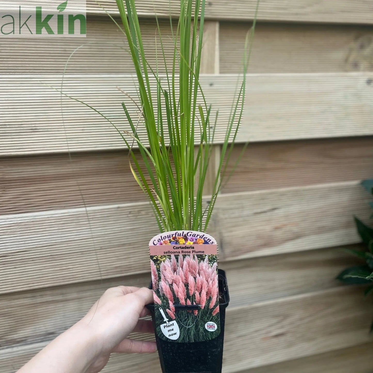 Cortaderia selloana Pink Pampas Grass 9cm/1L/2L/4L One Click Plants