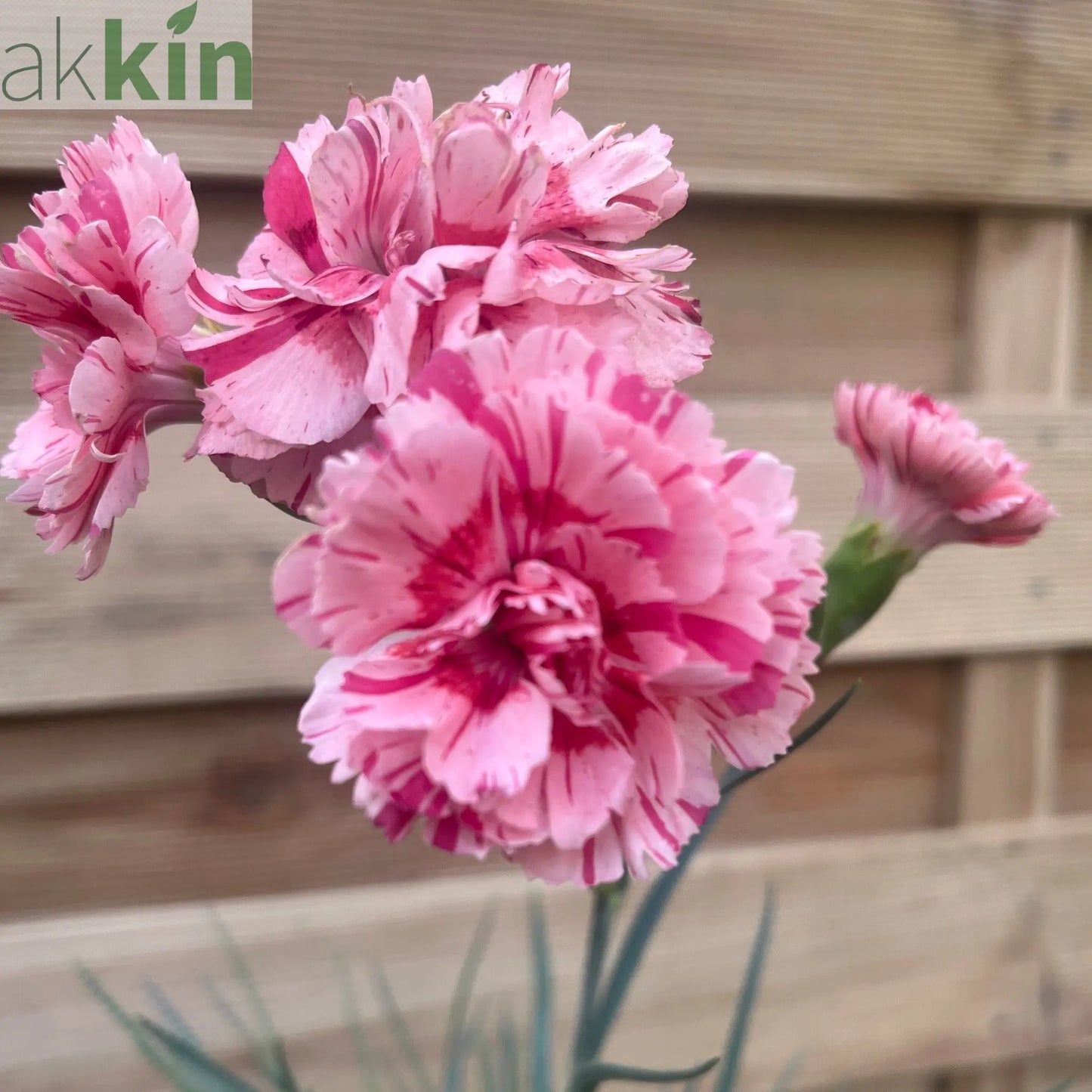 Dianthus 'Doris' 9cm One Click Plants