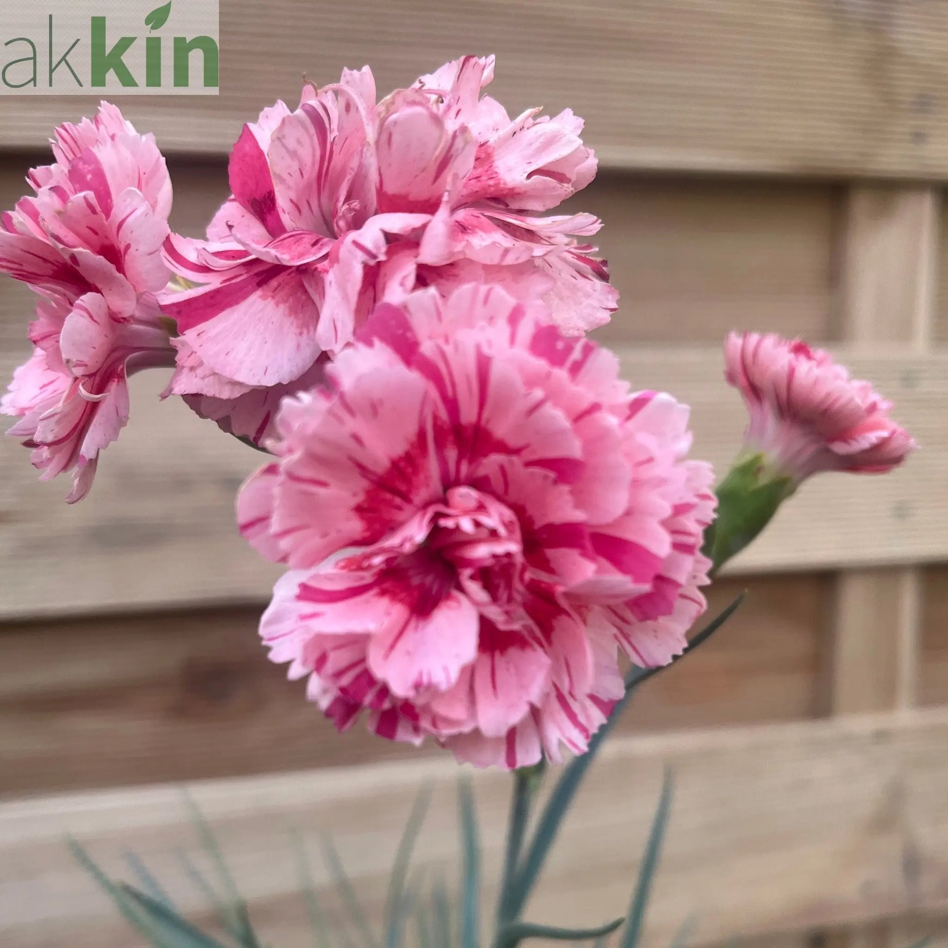 Dianthus 'Doris' 9cm One Click Plants