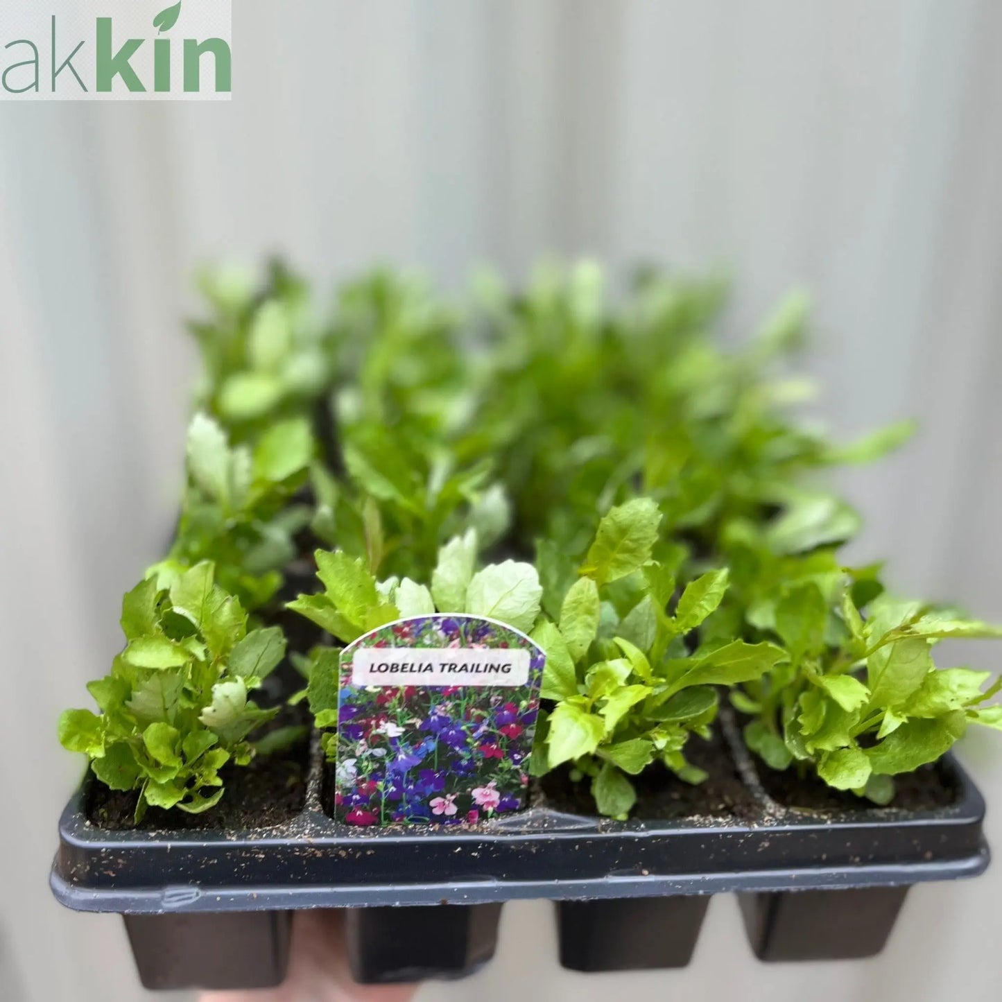 Trailing Lobelia (Tray of 18) One Click Plants