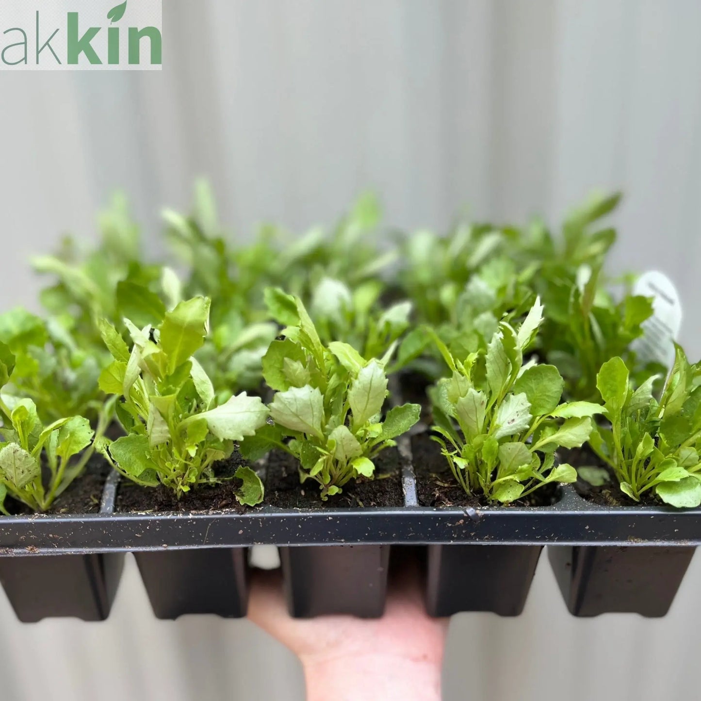 Trailing Lobelia (Tray of 18) One Click Plants