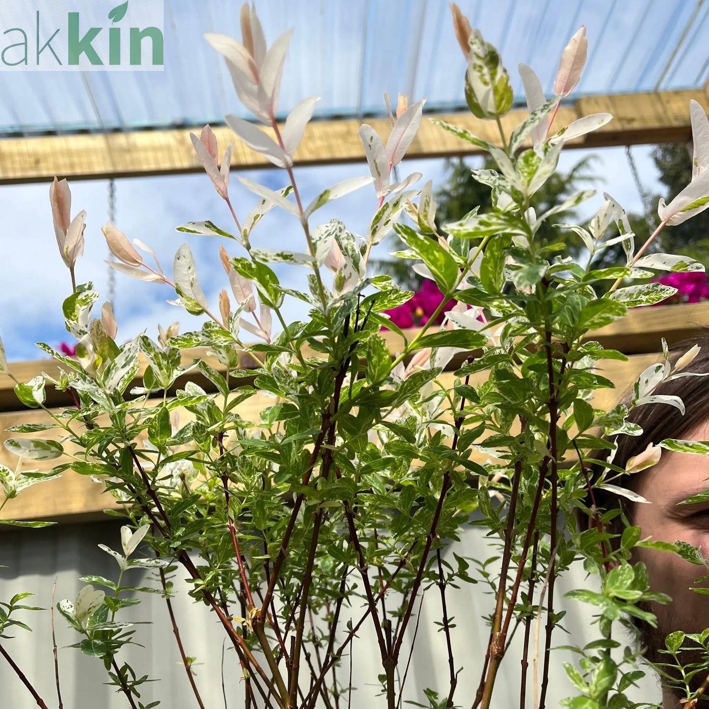 Salix intergra 'Hakuro - Nishiki'  Flamingo Dwarf Willow Tree (multiple sizes available) One Click Plants