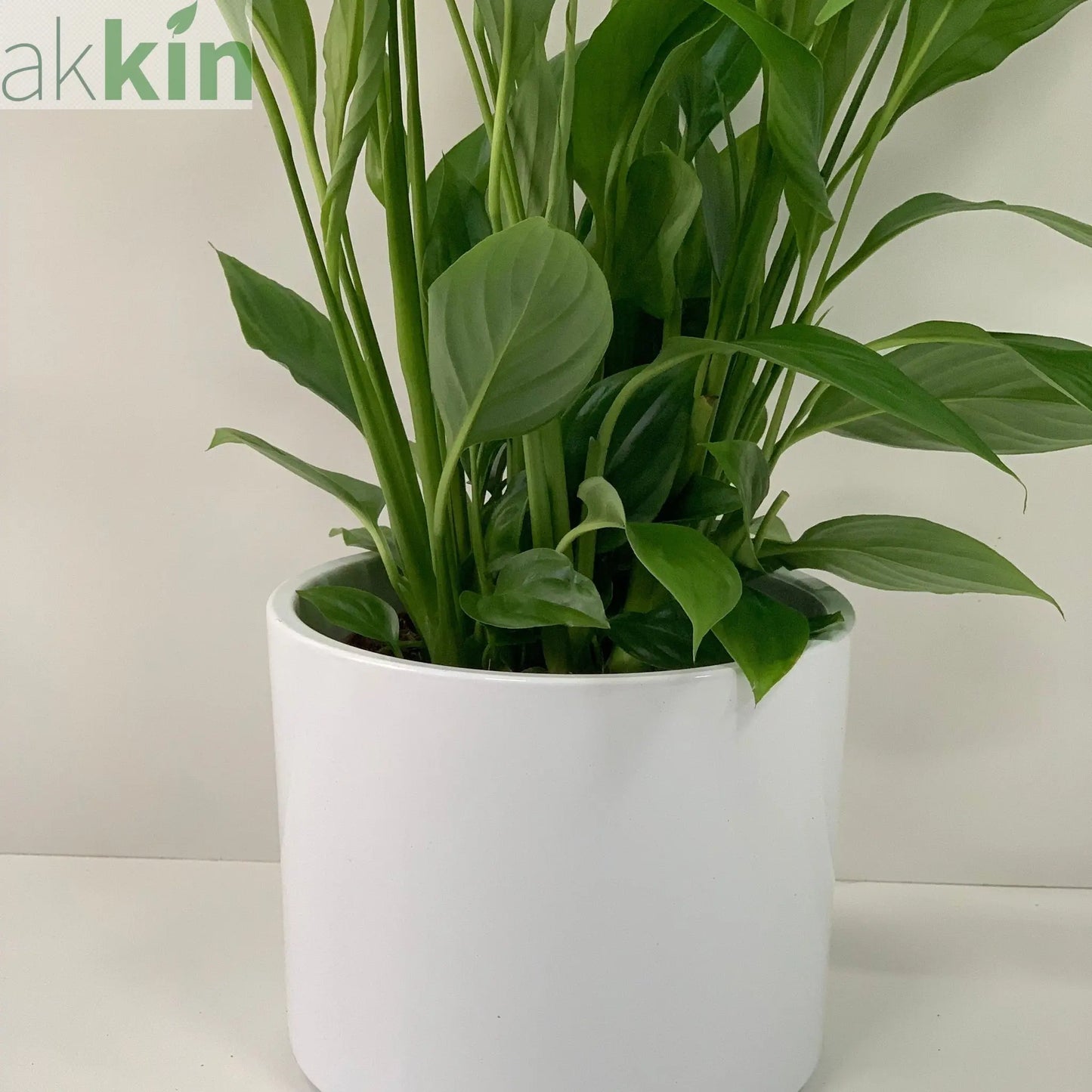 Anthurium - Candy Floss Pink One Click Plants
