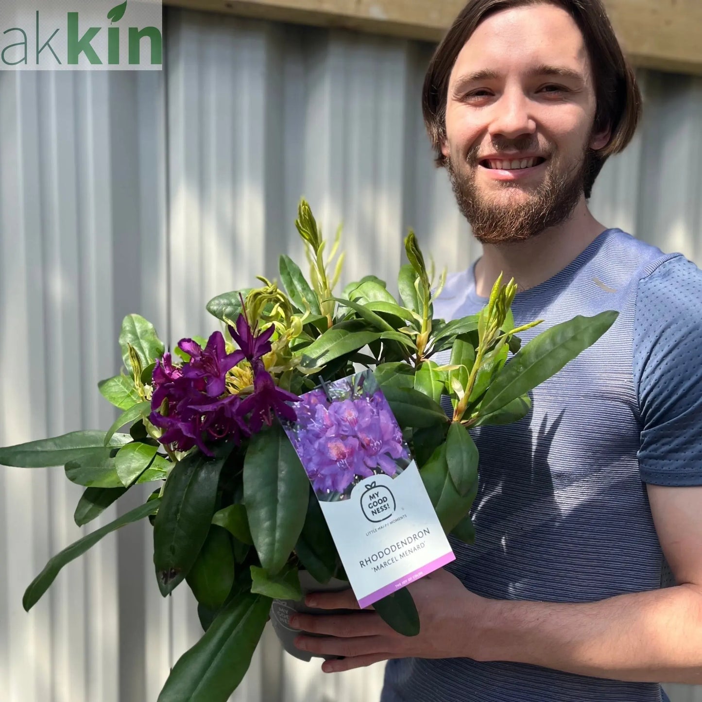 Rhododendron 'Marcel Menard' 2L / 5L One Click Plants