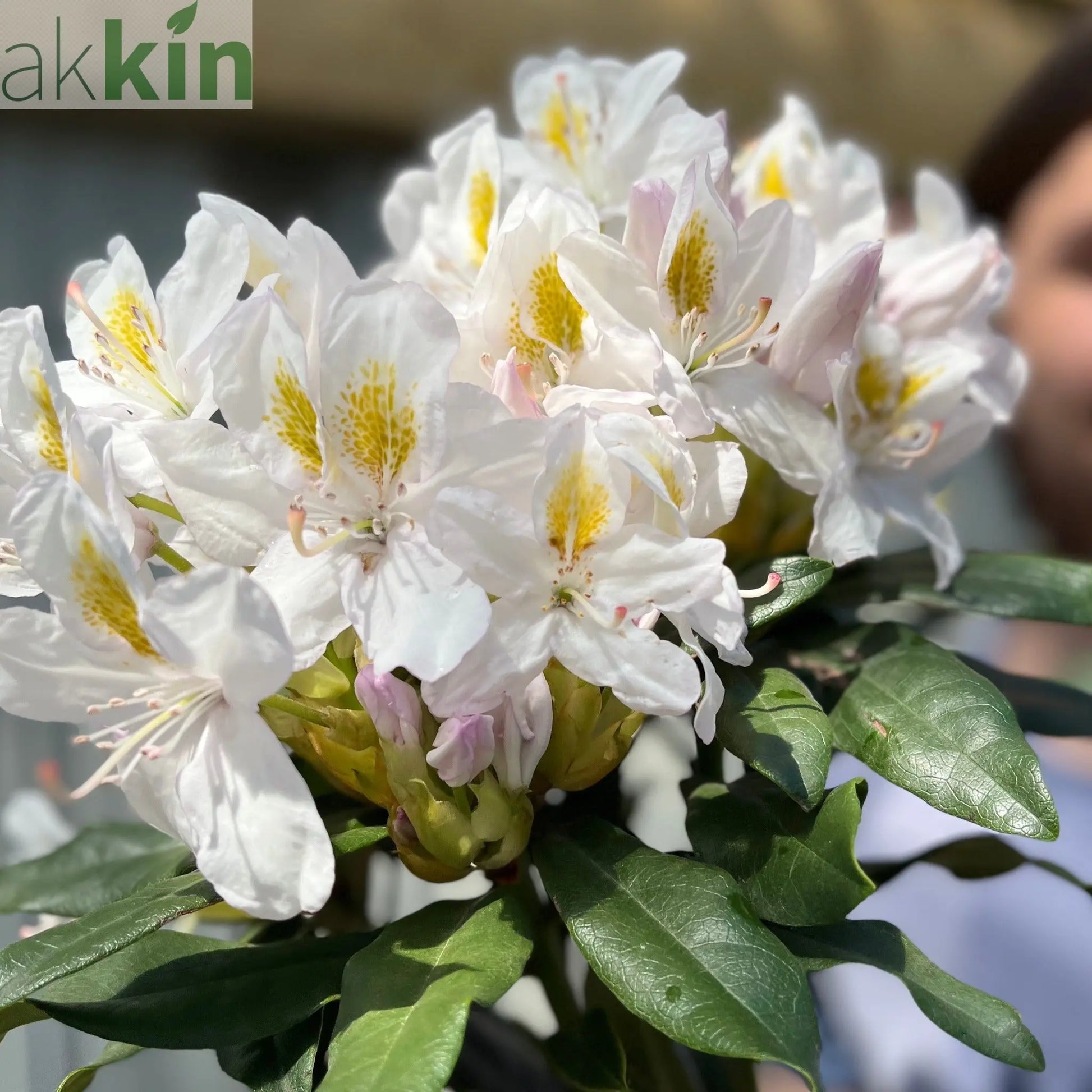 Standard Rhododendron 'Madame Masson' (White) 80cm One Click Plants