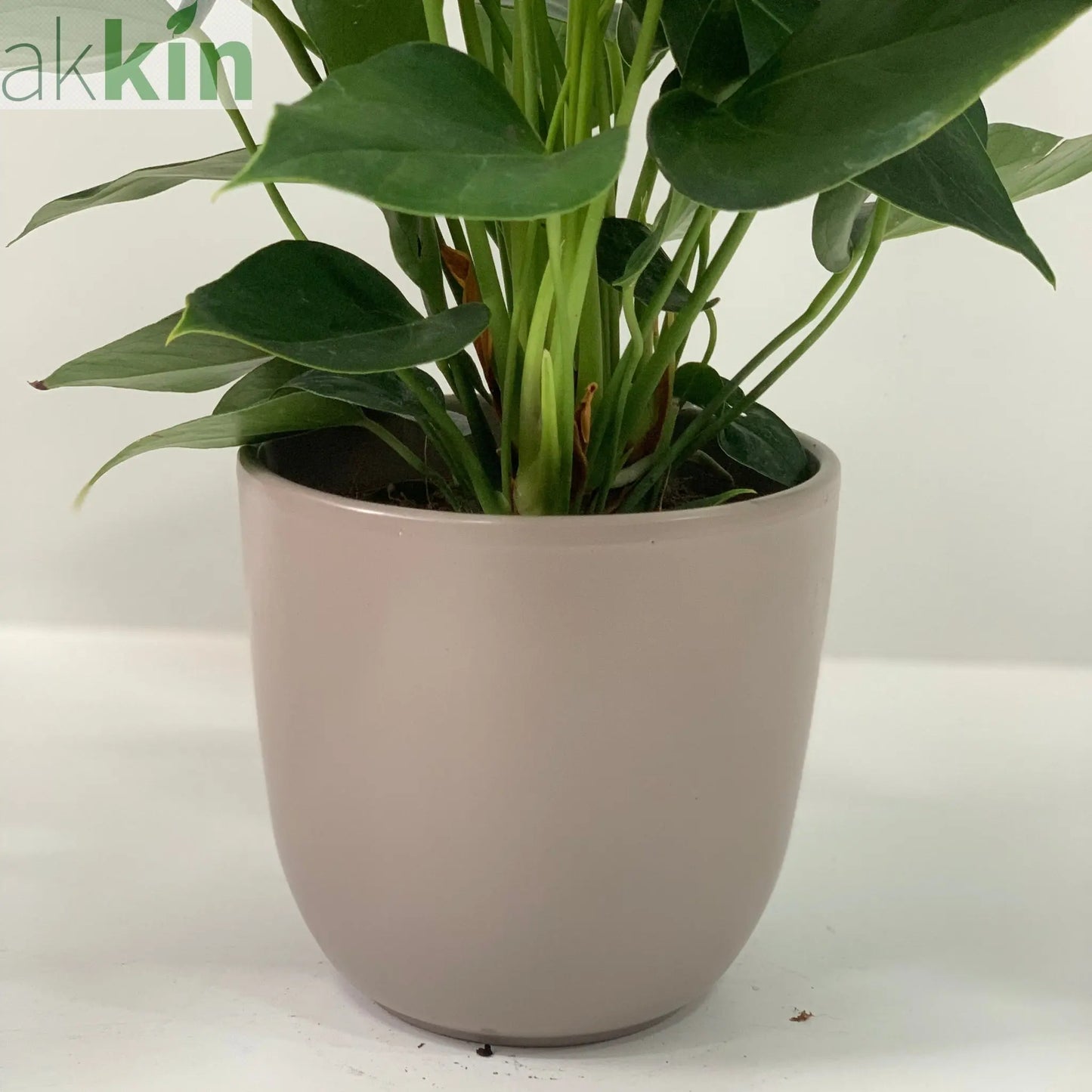 Anthurium - Candy Floss Pink One Click Plants