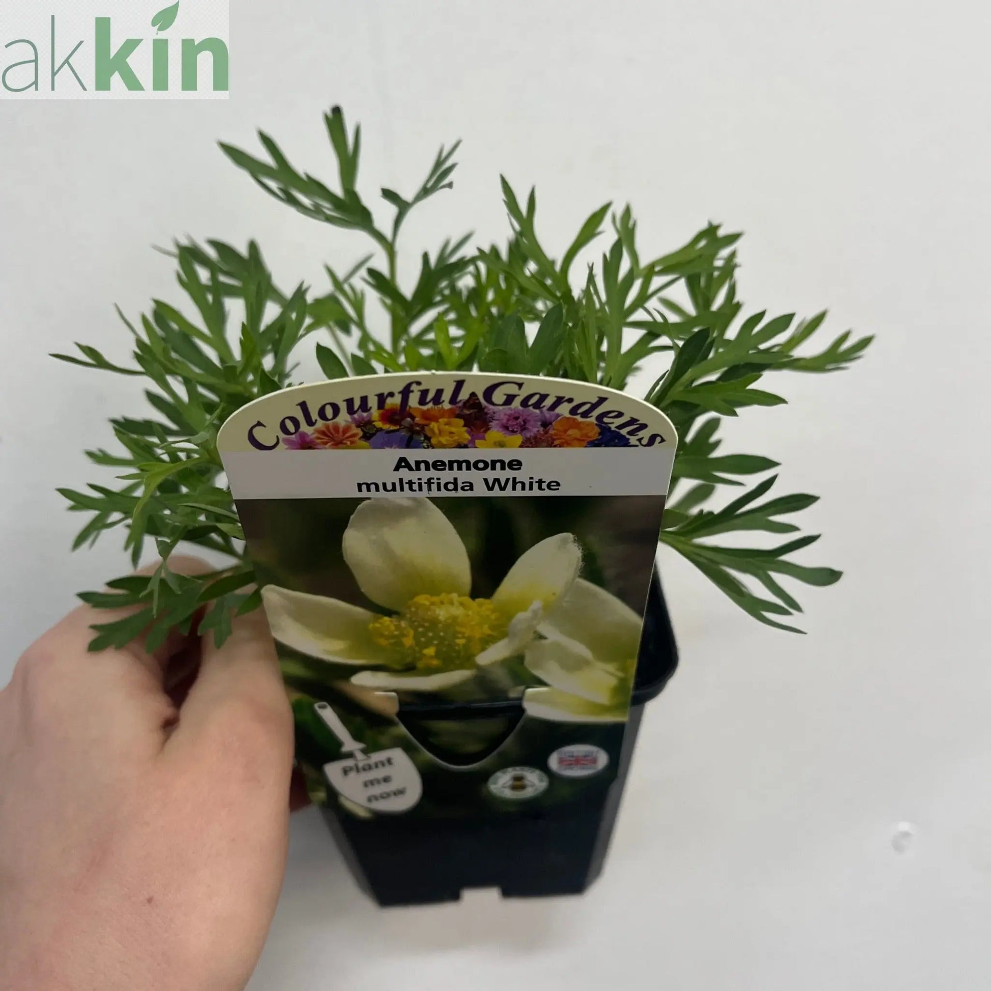 Anemone multifida White 9cm One Click Plants